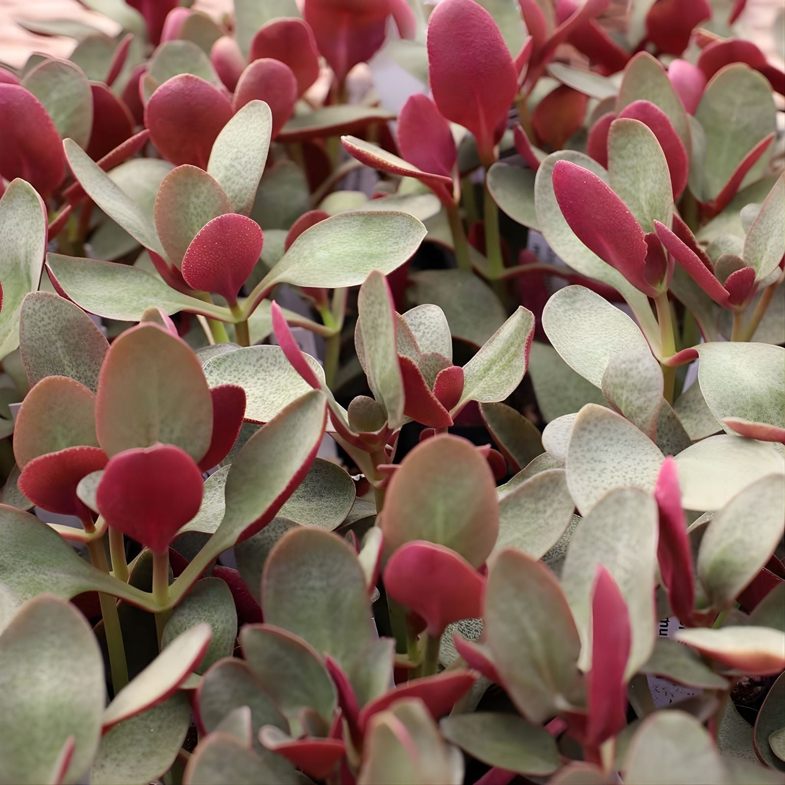 Fairy Crassula Cuttings 3-inch Succulent Crassula multicava Indoor Garden Plant Lover Gift