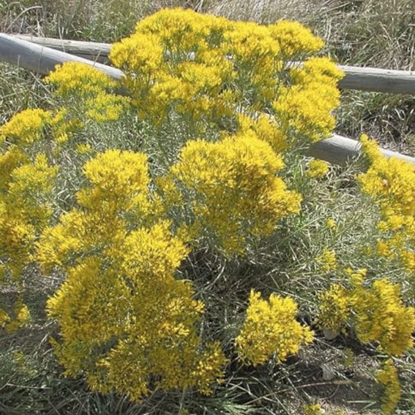 Rubber Rabbitbrush Seeds 100 Count - Hardy Perennial Chrysothamnus nauseosus Wildflower Seeds