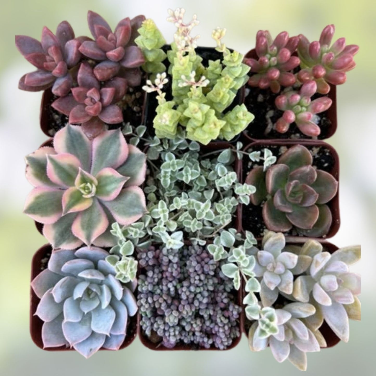 Rooted Plant Cuttings Variety Pack - 15 Assorted Home Gardening Propagation Plants for Plant Lovers