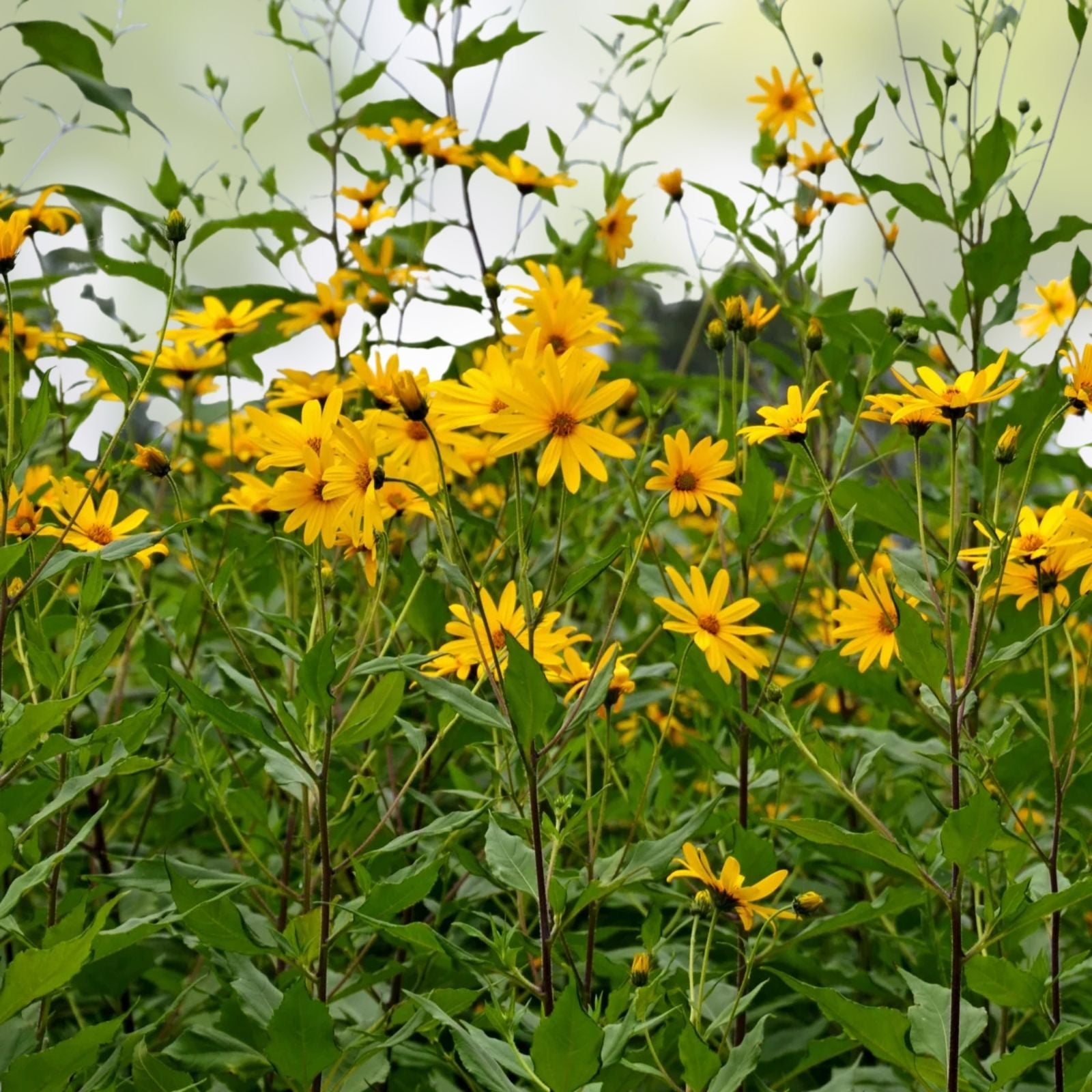 Jerusalem Artichoke Live Plant Starter - Sunchoke Root Vegetable - Helianthus tuberosus - Hardy in Zones 3-9