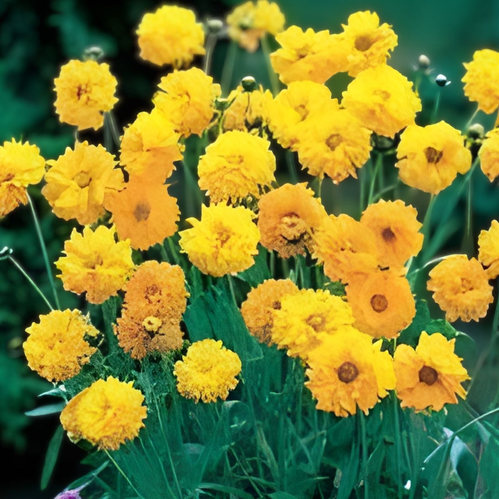 Chrysanthemum Seeds 500 Count Golden Yellow Blooms | Chrysanthemum coronarium Flower Seeds for Garden Planting