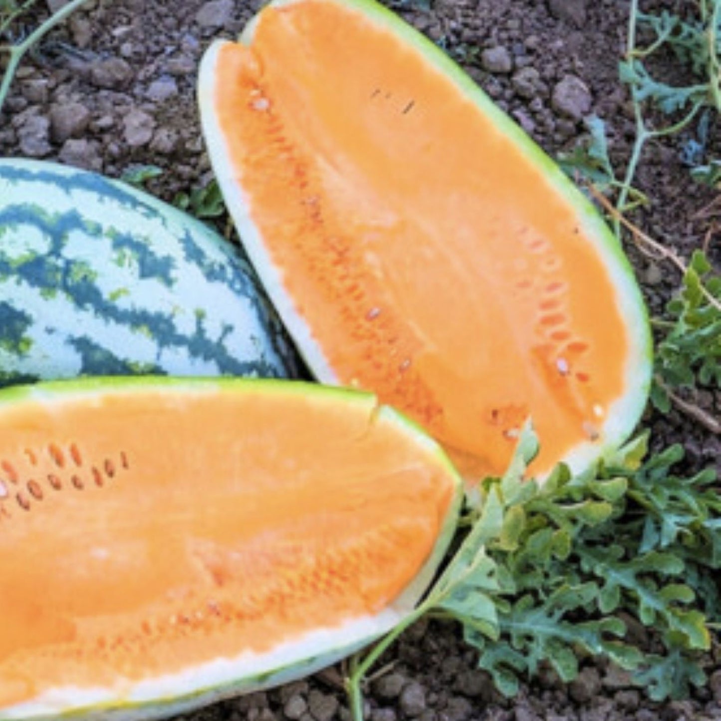 Tendersweet Orange Watermelon Seeds 40 Count Organic Citrullus lanatus Fruit Plant Seeds for Gardening