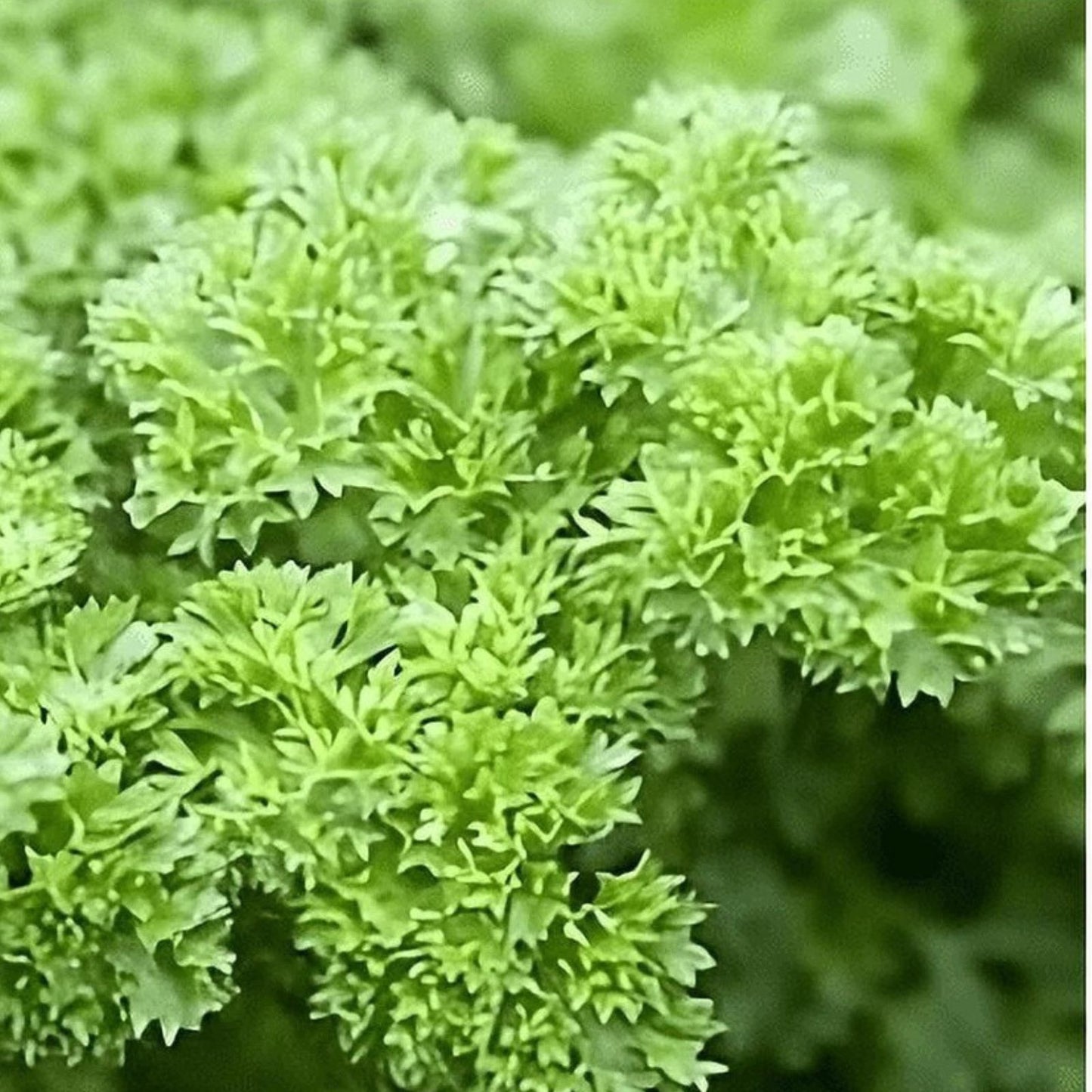 Heirloom Parsley Seeds 500 Count Triple Curled Non-GMO Petroselinum crispum Herb Seed for Cooking and Gardening