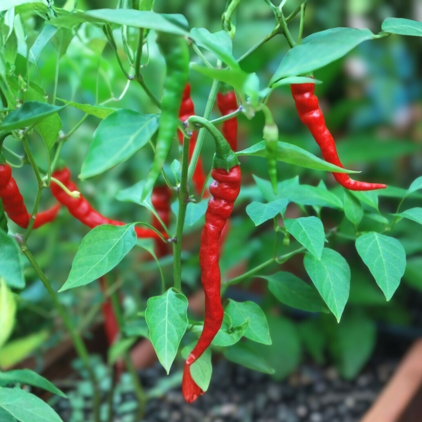 Cayenne Pepper Seeds Long Red Thin Heirloom Non-GMO 20+ Capsicum annuum Vegetable Seeds