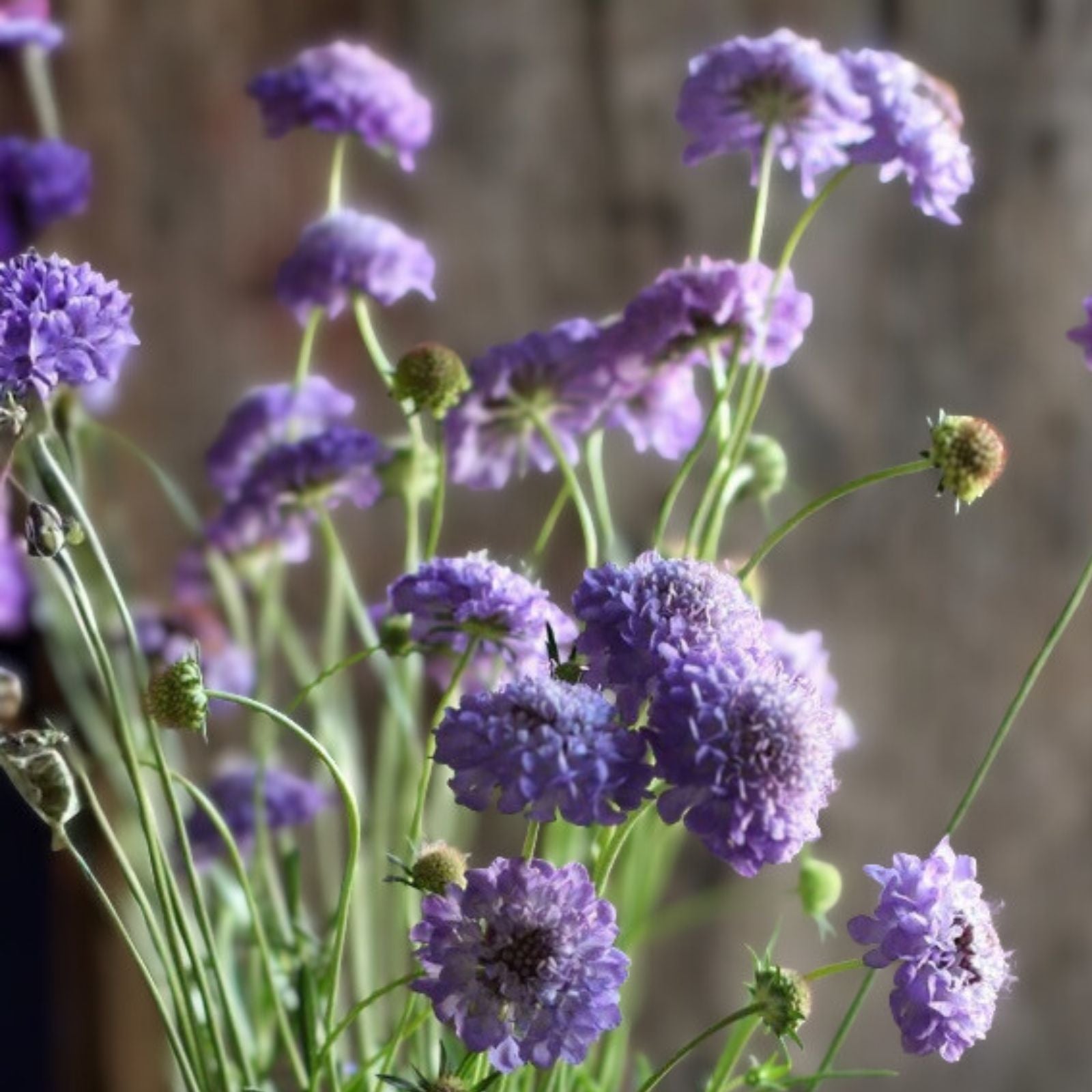 Scabiosa Seeds 75+ Oxford Blue Annual Flower Seeds Scabiosa columbaria