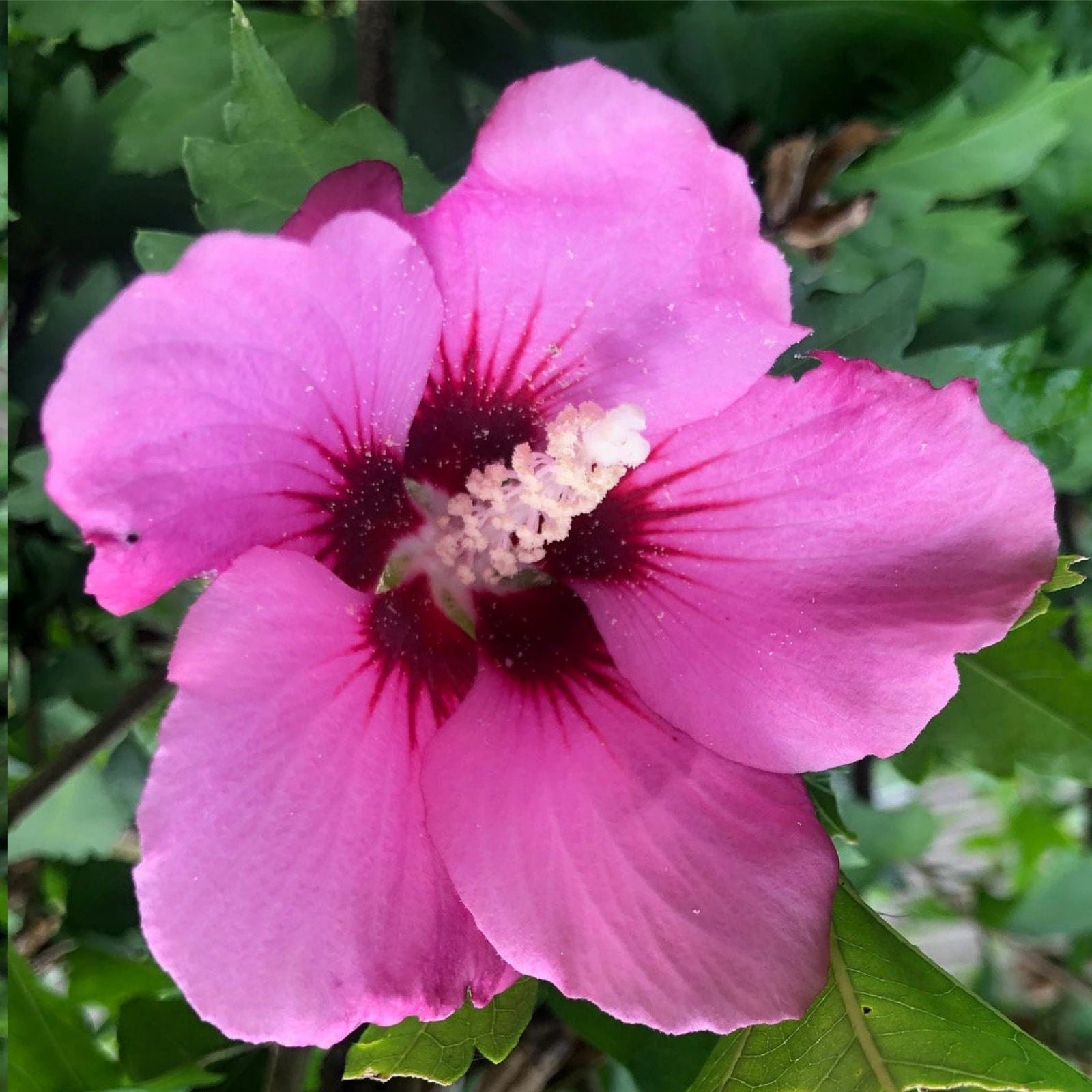 Rose of Sharon Cuttings - Unrooted Double Pink Flowers - Hibiscus syriacus - Live Plant Propagation Material