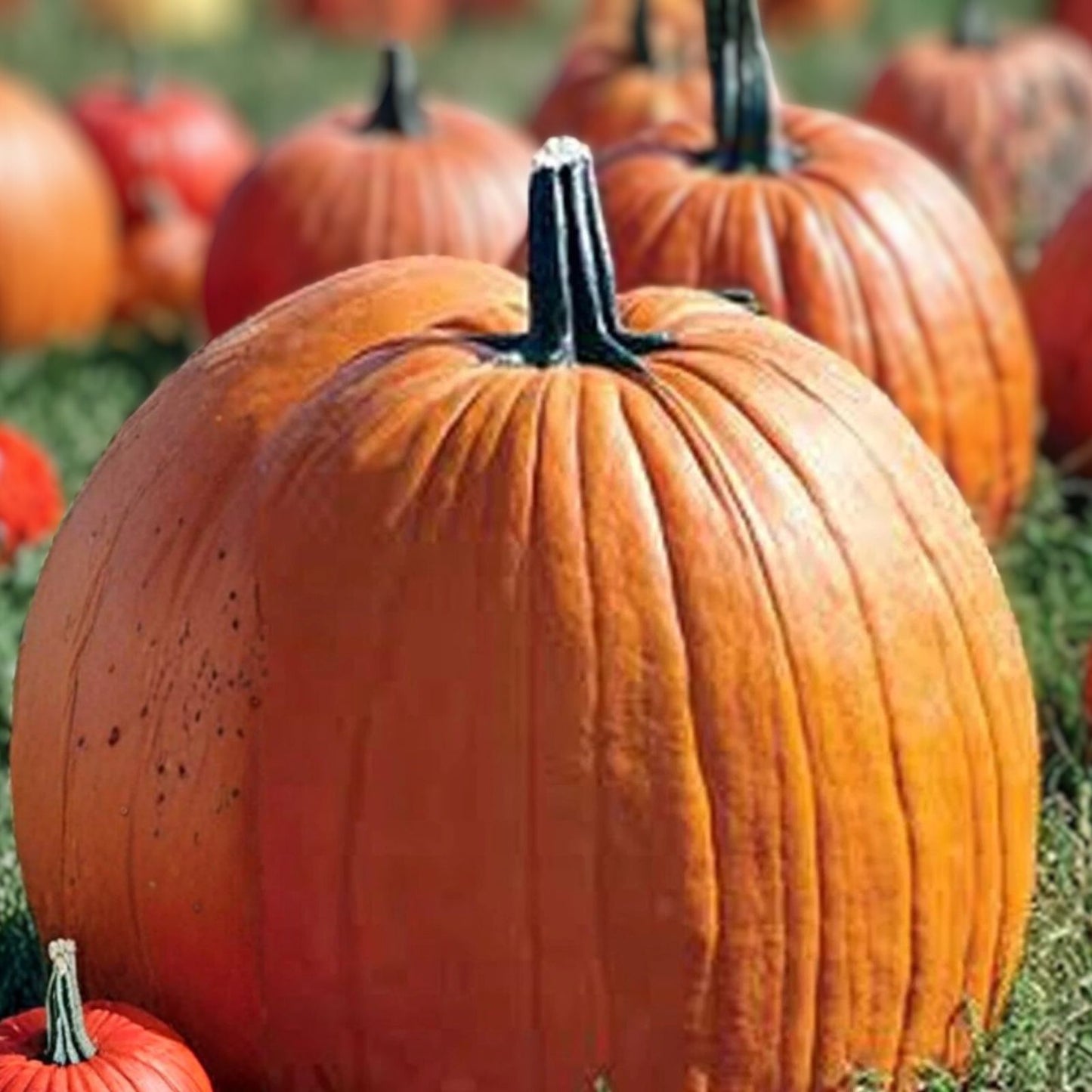 Big Max Pumpkin Seeds - 100 Heirloom Non-GMO Seeds for Giant Pumpkins - Cucurbita pepo
