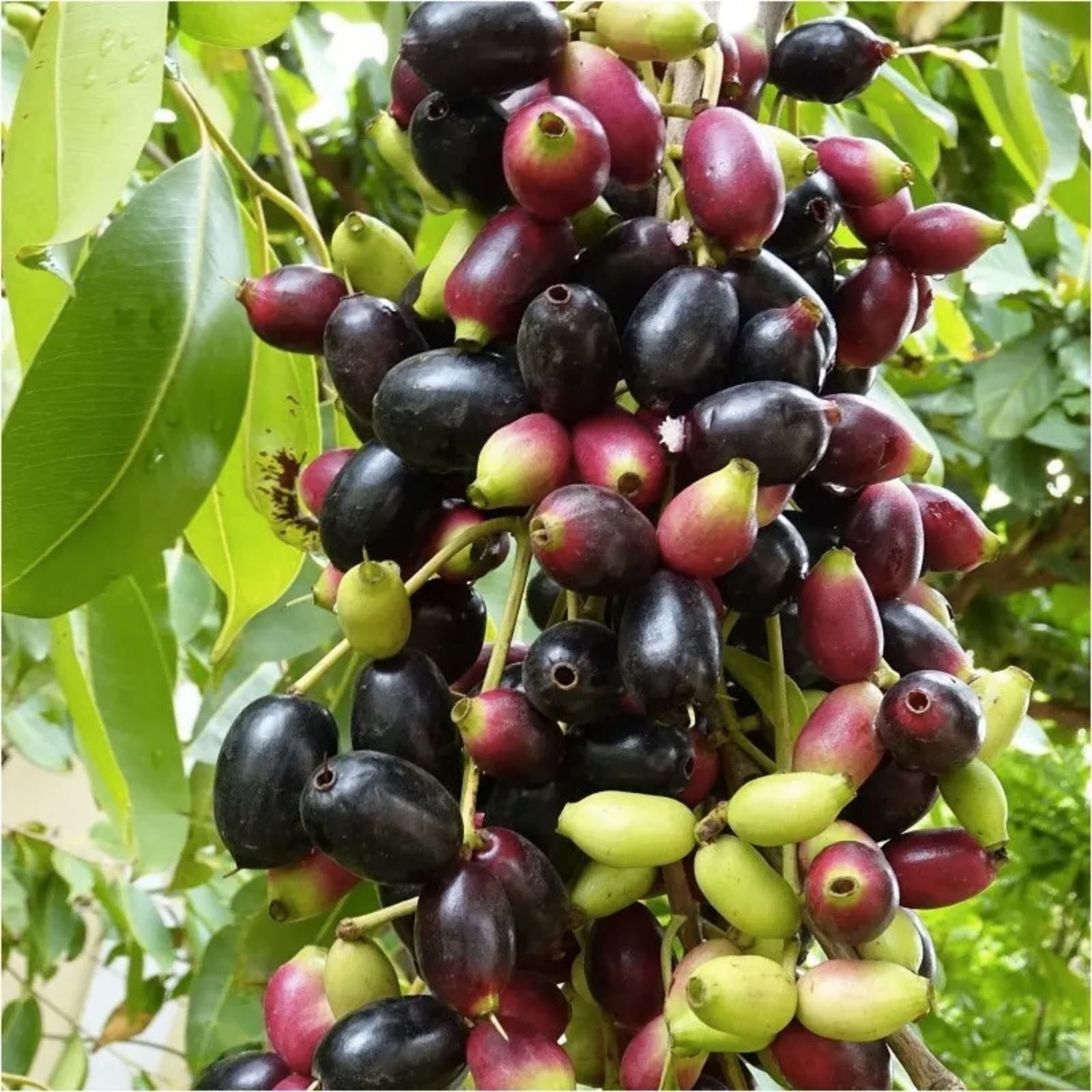 Jamun Cutting Scion 5x - Fresh Java Plum, Duhat, Cây Trâm - Syzygium cumini - Fruit Tree Propagation Material