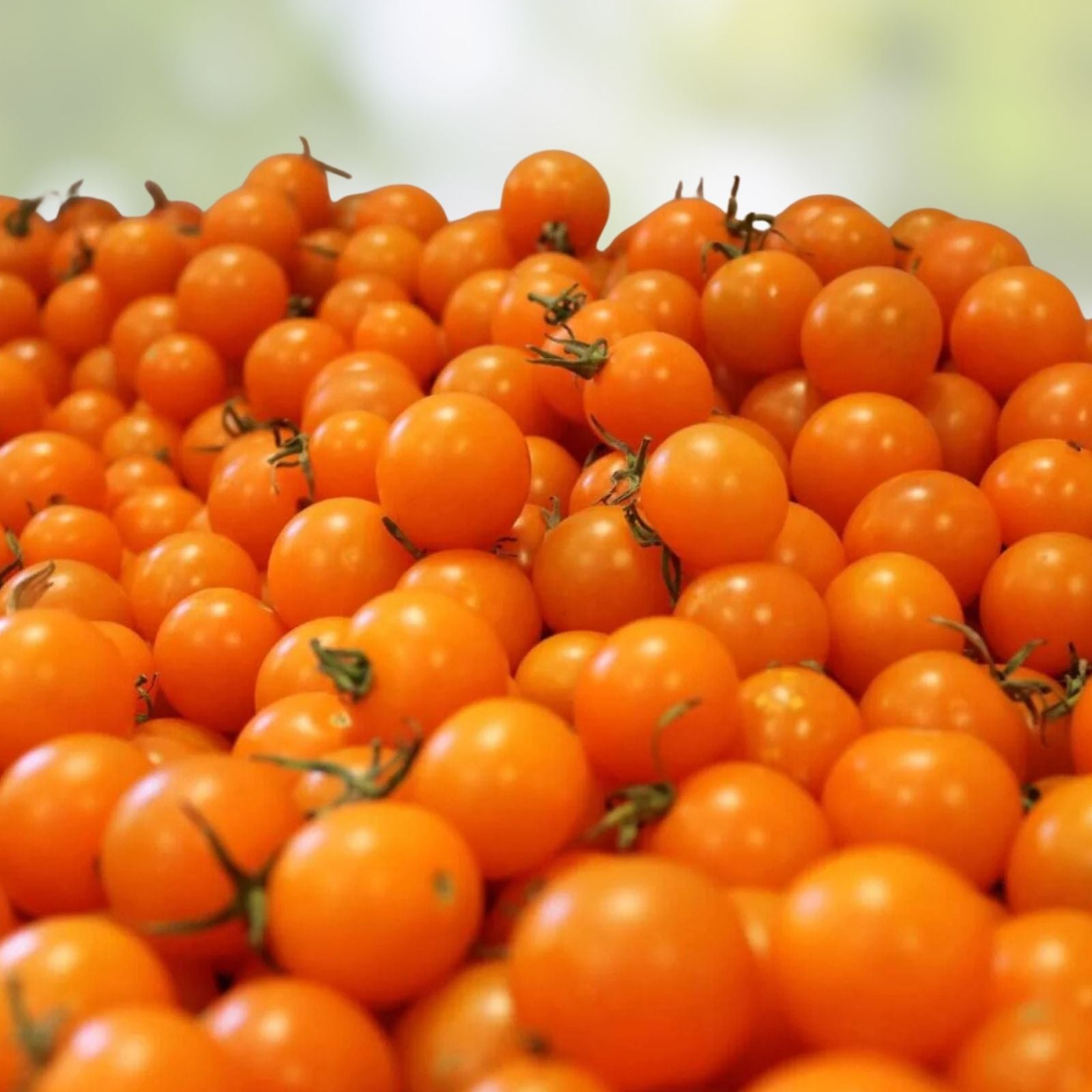 Sun Sugar Cherry Tomato Seeds - 10 Pack, Sweet Flavor, Easy to Grow, Solanum lycopersicum, Heirloom Vegetable Seeds