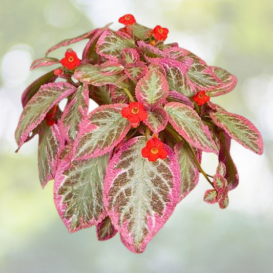 Episcia Pink Brocade Flame Violet Plant - 4” Pot - Easy Indoor Plant - Vibrant Color - Houseplant Decor