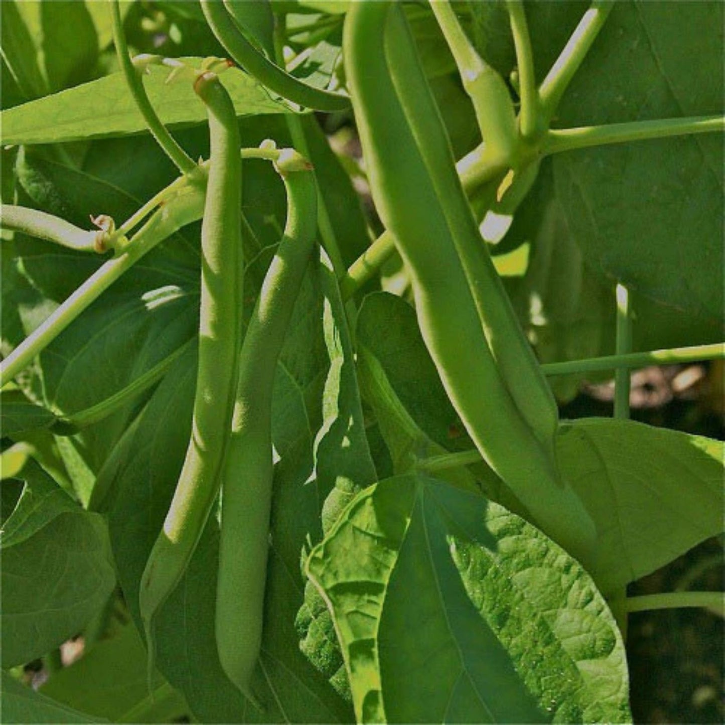 Heirloom Provider Bush Bean Seeds – Organic Non-GMO Green Beans – 100+ Vegetable Garden Seeds