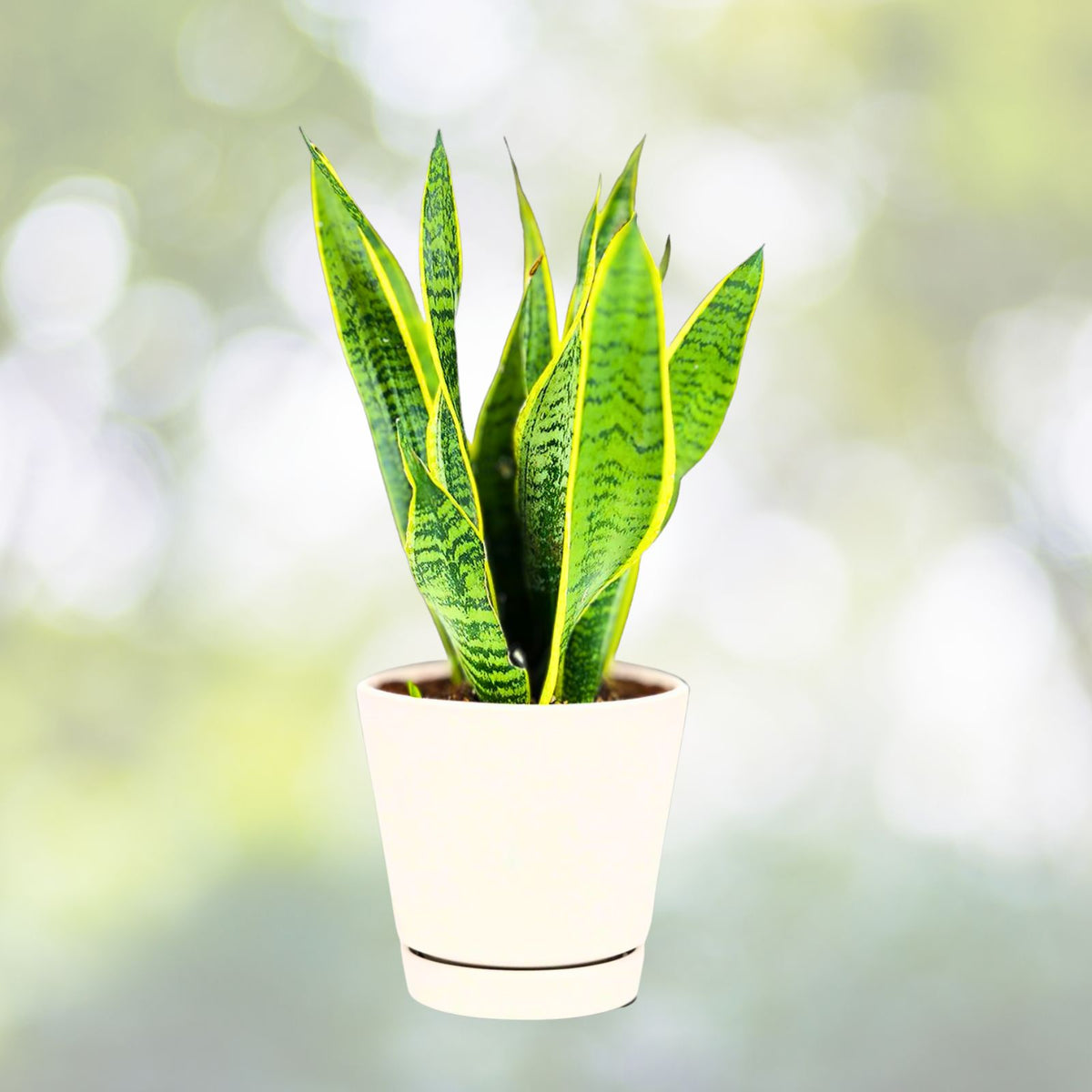 Snake Plant 4" Pot Sansevieria Laurentii Low Maintenance Indoor Air Purifying Houseplant