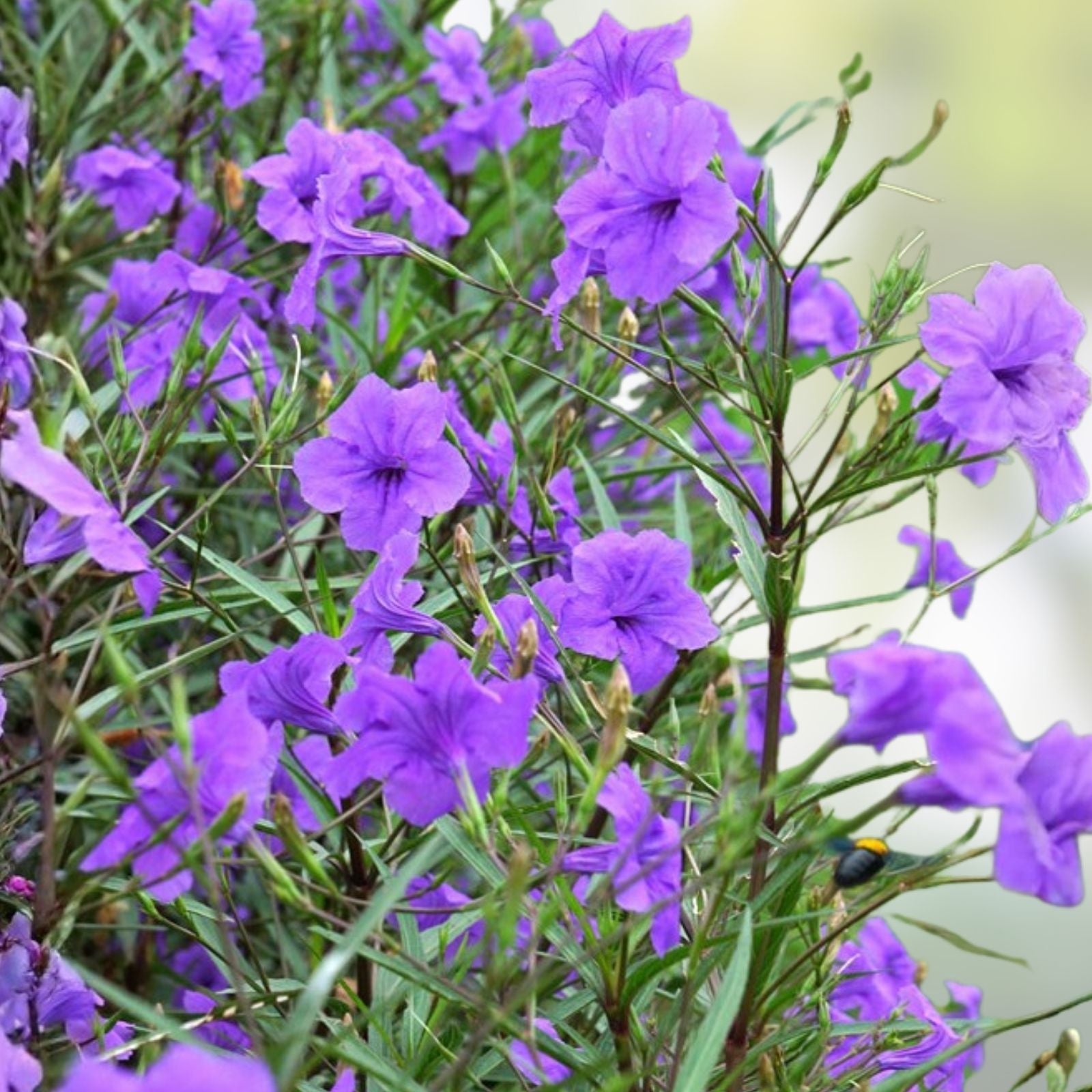 Mexican Petunia Cuttings - 6 Organic Purple Flower Plants - Ruellia brittoniana - Garden Flowering Plants