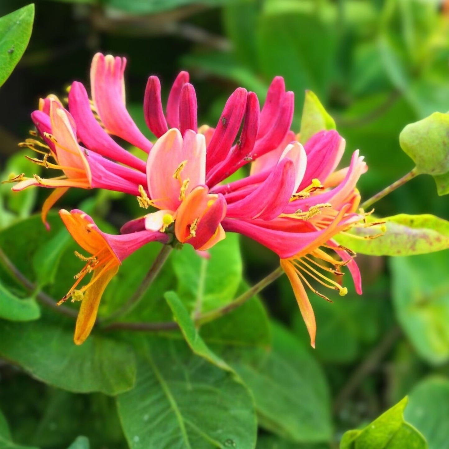 Honeysuckle Vine Starter Plant 6+ Inches, Lonicera japonica, Fragrant Climbing Perennial for Garden Trellis and Arbors