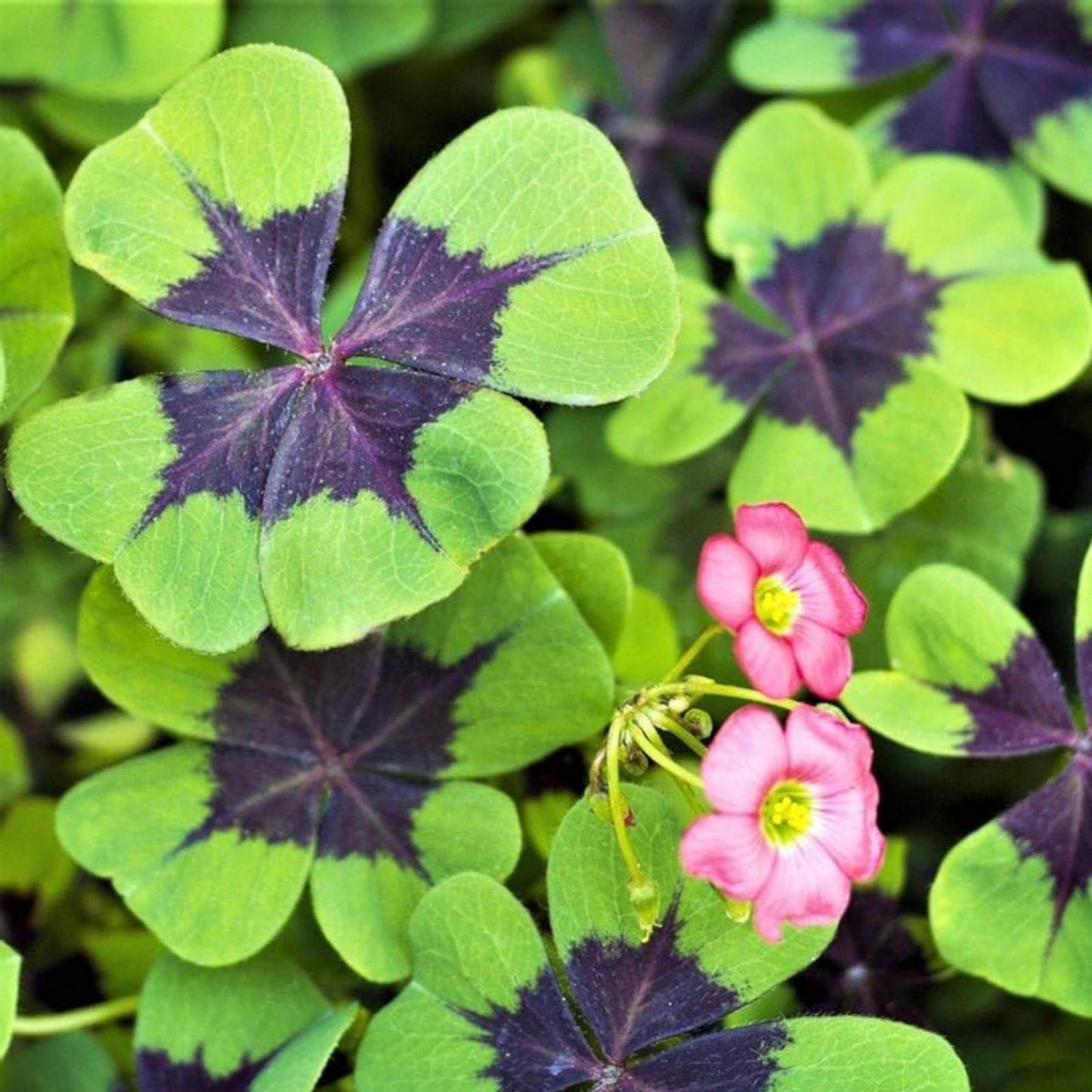 Iron Cross Shamrock Bulbs for Planting, Fast Growing Green Foliage, Oxalis triangularis, Ornamental Indoor and Outdoor Planting Bulbs