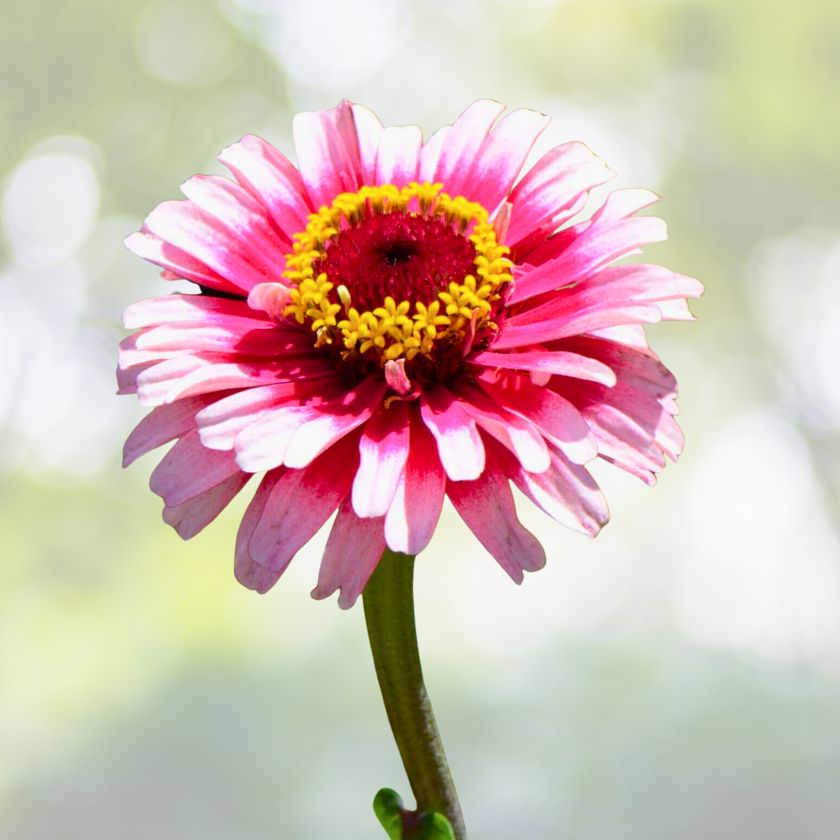 Zinnia Seeds 100 Count Bi-Color Pink White ICE QUEEN Non-GMO for Butterflies Hummingbirds (Zinnia elegans)