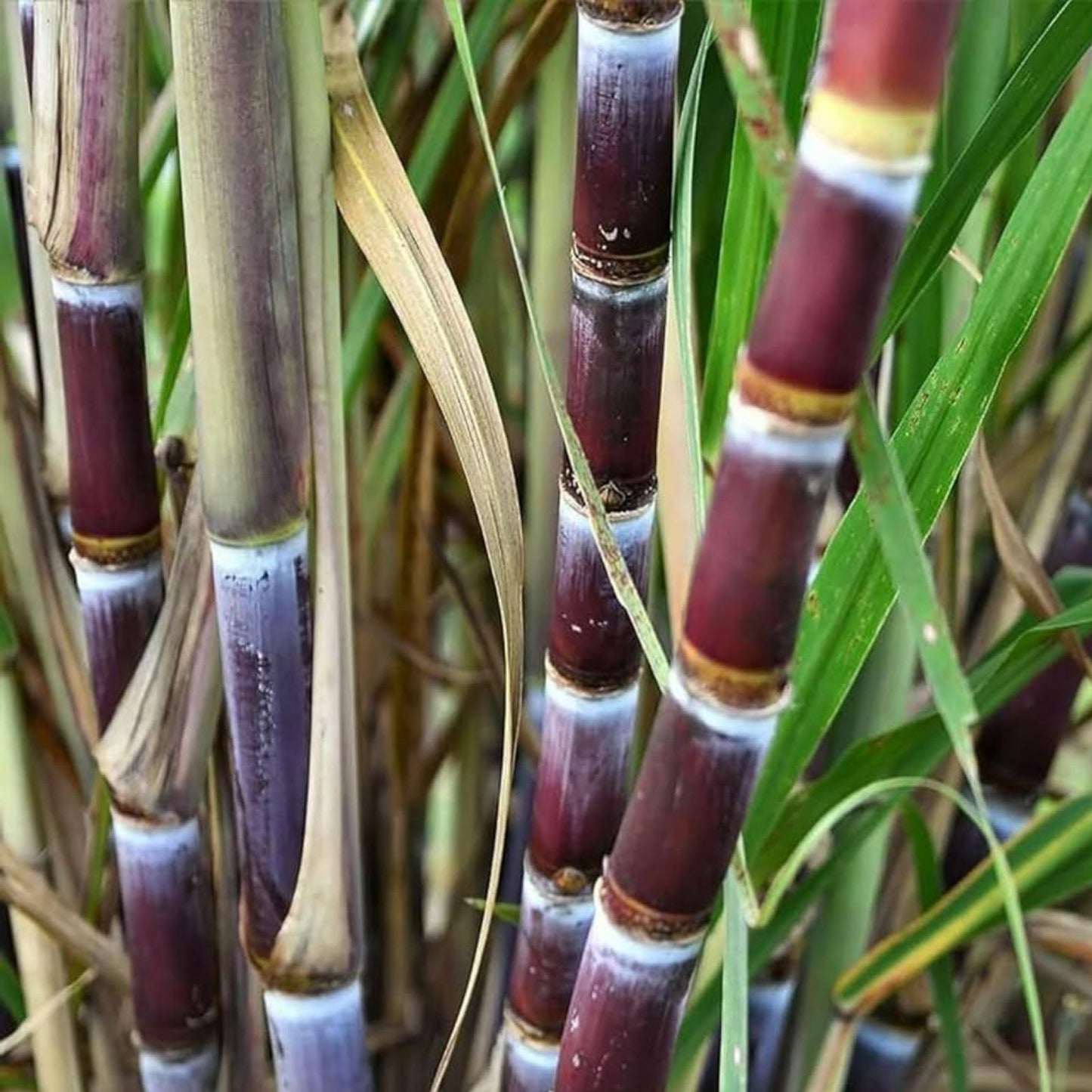 4 PCS Green Sugarcane Live Plants - Sweet Juicy Cuttings for Planting - Fresh and Ready to Grow - Saccharum officinarum