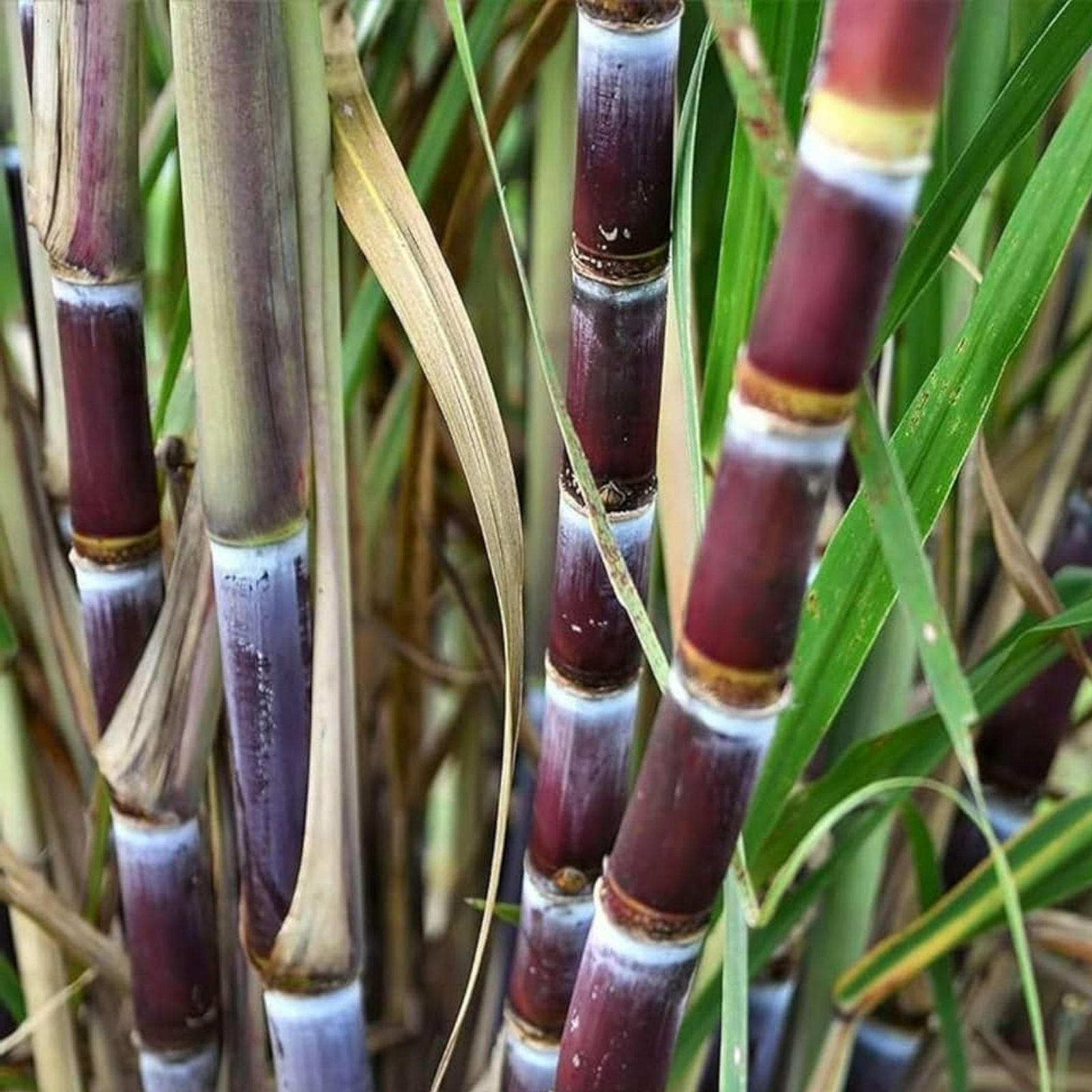 4 PCS Green Sugarcane Live Plants - Sweet Juicy Cuttings for Planting - Fresh and Ready to Grow - Saccharum officinarum