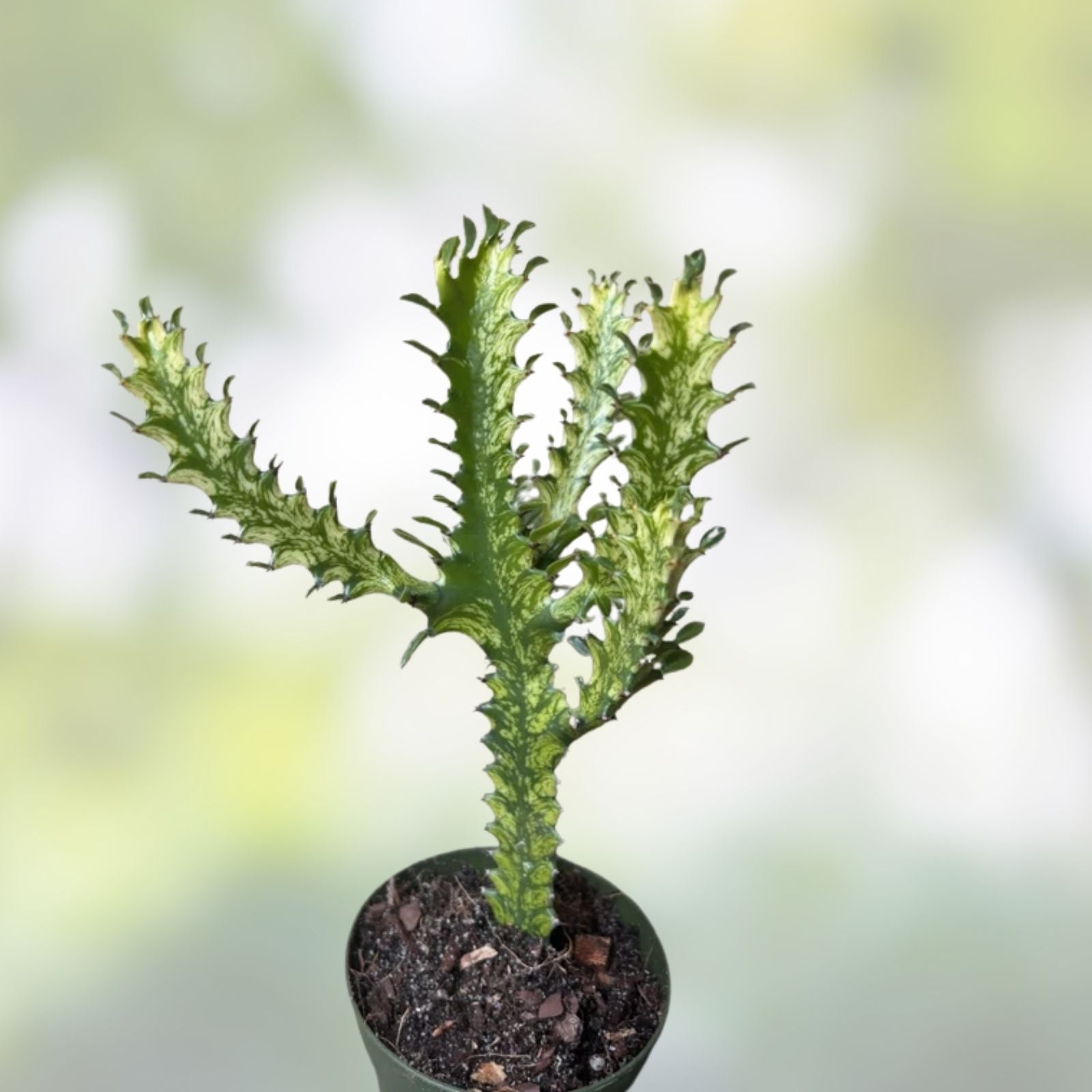 Euphorbia Lactea Starter Cactus 5" Tall Dragon Bones Plant – Unique Succulent for Indoor Decor