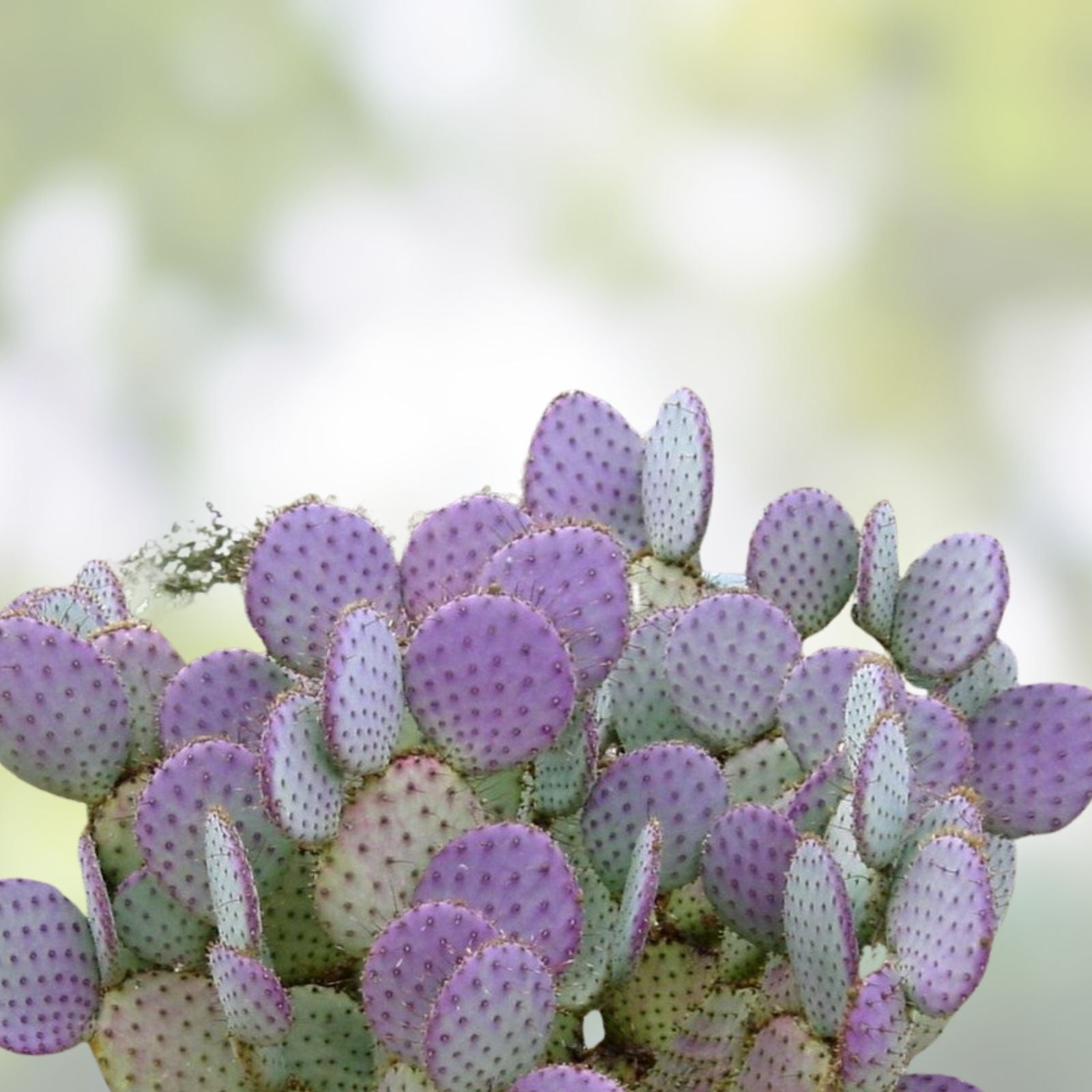 Cactus Cuttings - 3 Santa Rita Purple Prickly Pear Opuntia Succulent Plants for Gardening, Home Decor, or Gifts