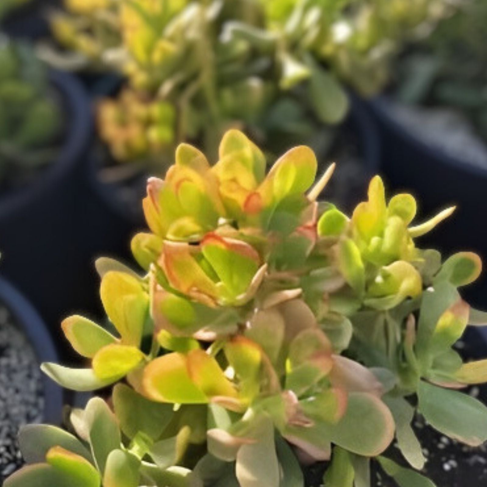 Jade Succulent Cuttings 2 Pack, Easy to Root, Fast Growing, Crassula ovata, Live Plant Propagation Material