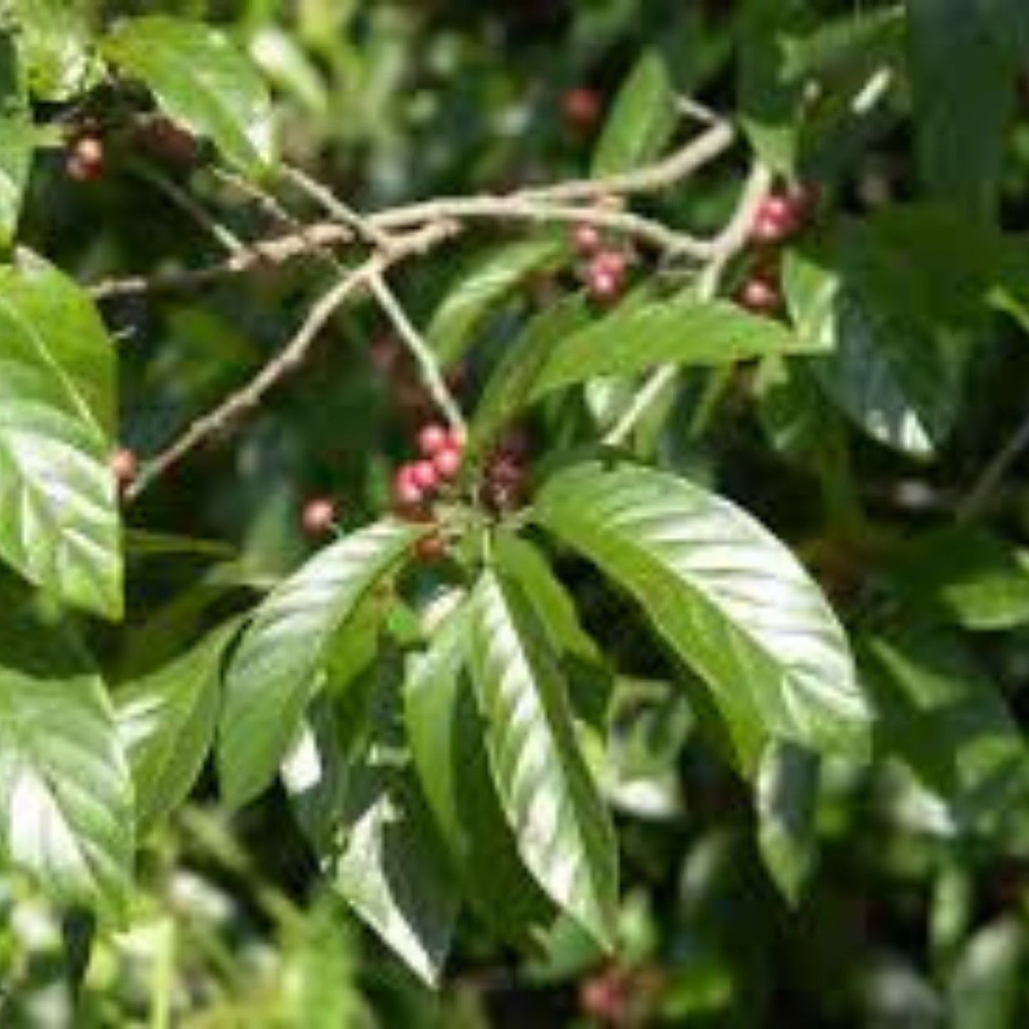 Carolina Buckthorn Seeds 15 Pack Indian Cherry Rhamnus caroliniana for Planting Native Shrubs Ornamental Landscaping