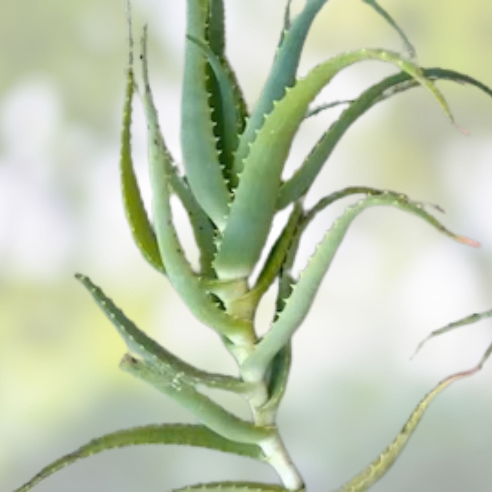 Bulk Aloe Arborescens Stem Cuttings, Natural Healing Succulent, Medicinal Aloe Plant, Aloe Vera, Aloe Arborescens