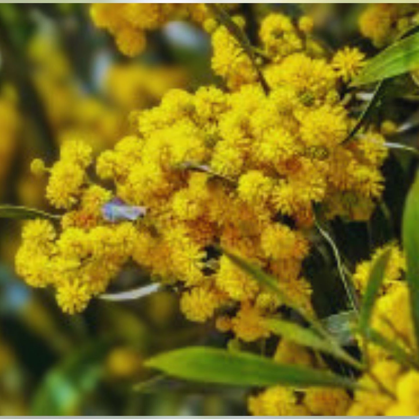 Golden Mimosa Tree Seeds 30 Count – Acacia baileyana – Ornamental Landscaping Planting Seeds
