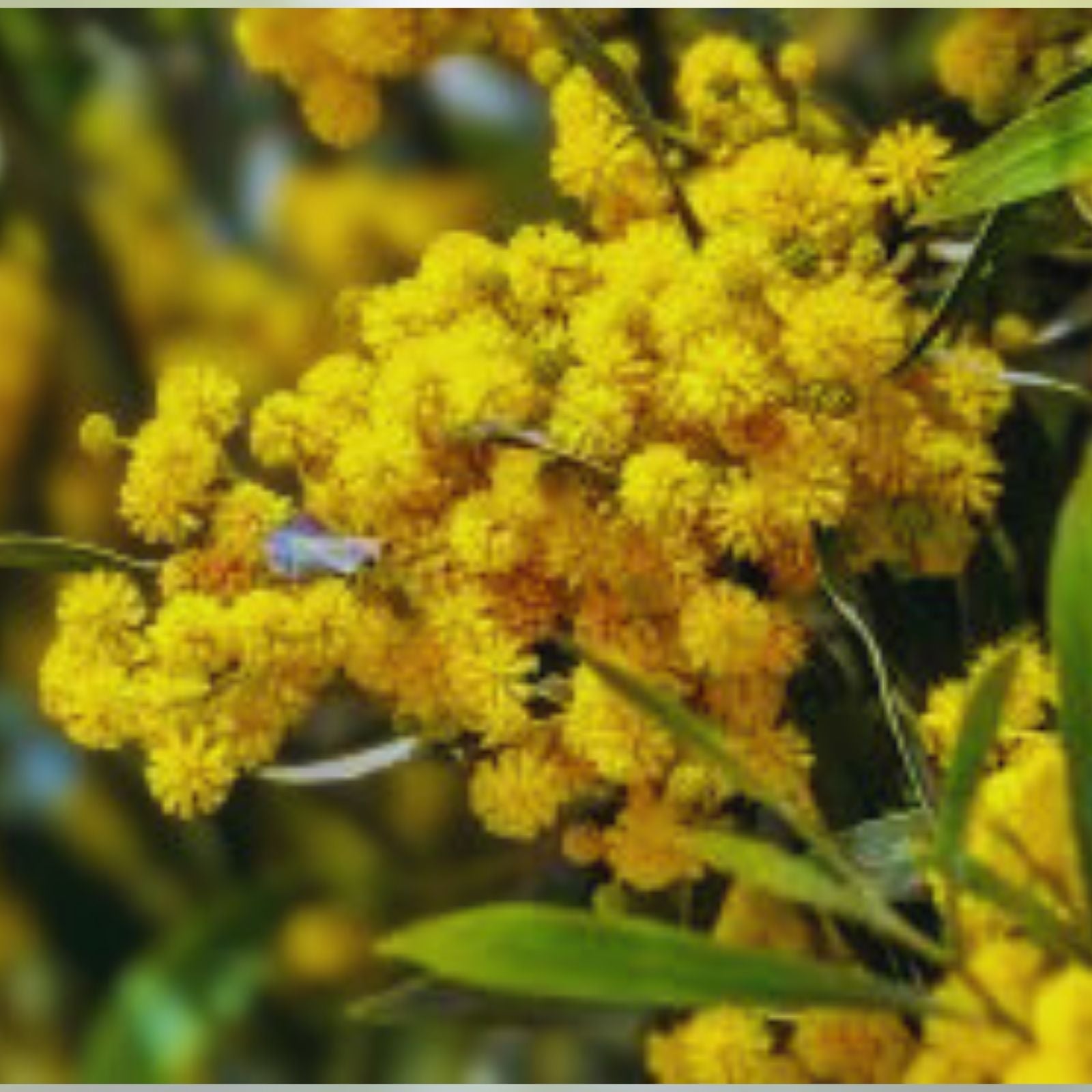 Golden Mimosa Tree Seeds 30 Count – Acacia baileyana – Ornamental Landscaping Planting Seeds