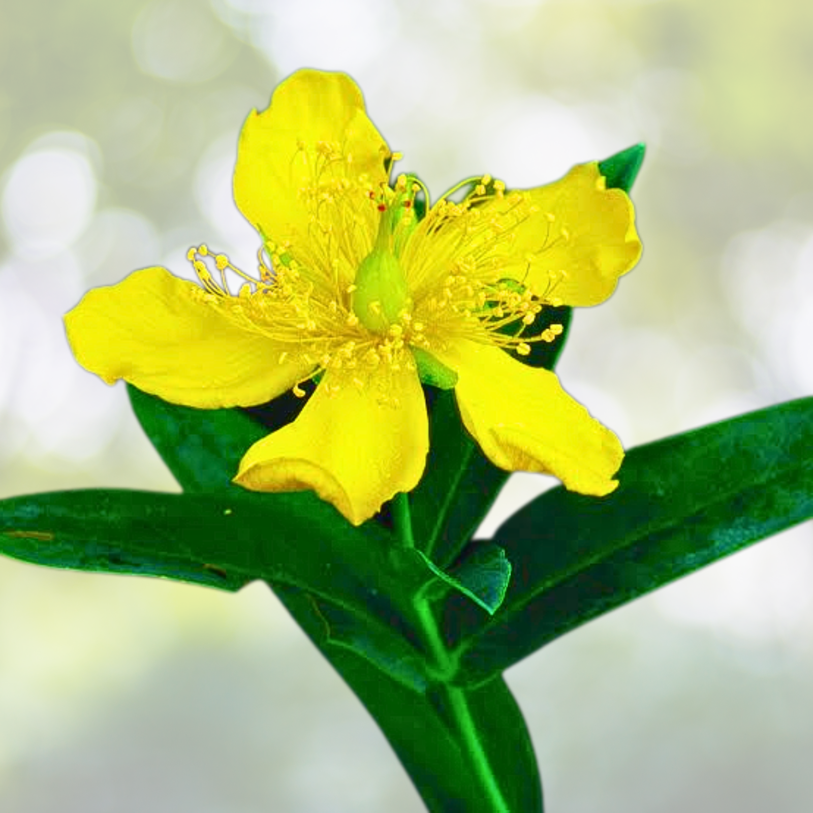 Great St. John's Wort Seeds - 1000 Non-GMO Medicinal Herb Seeds - Hypericum perforatum - Perennial Yellow Flowers