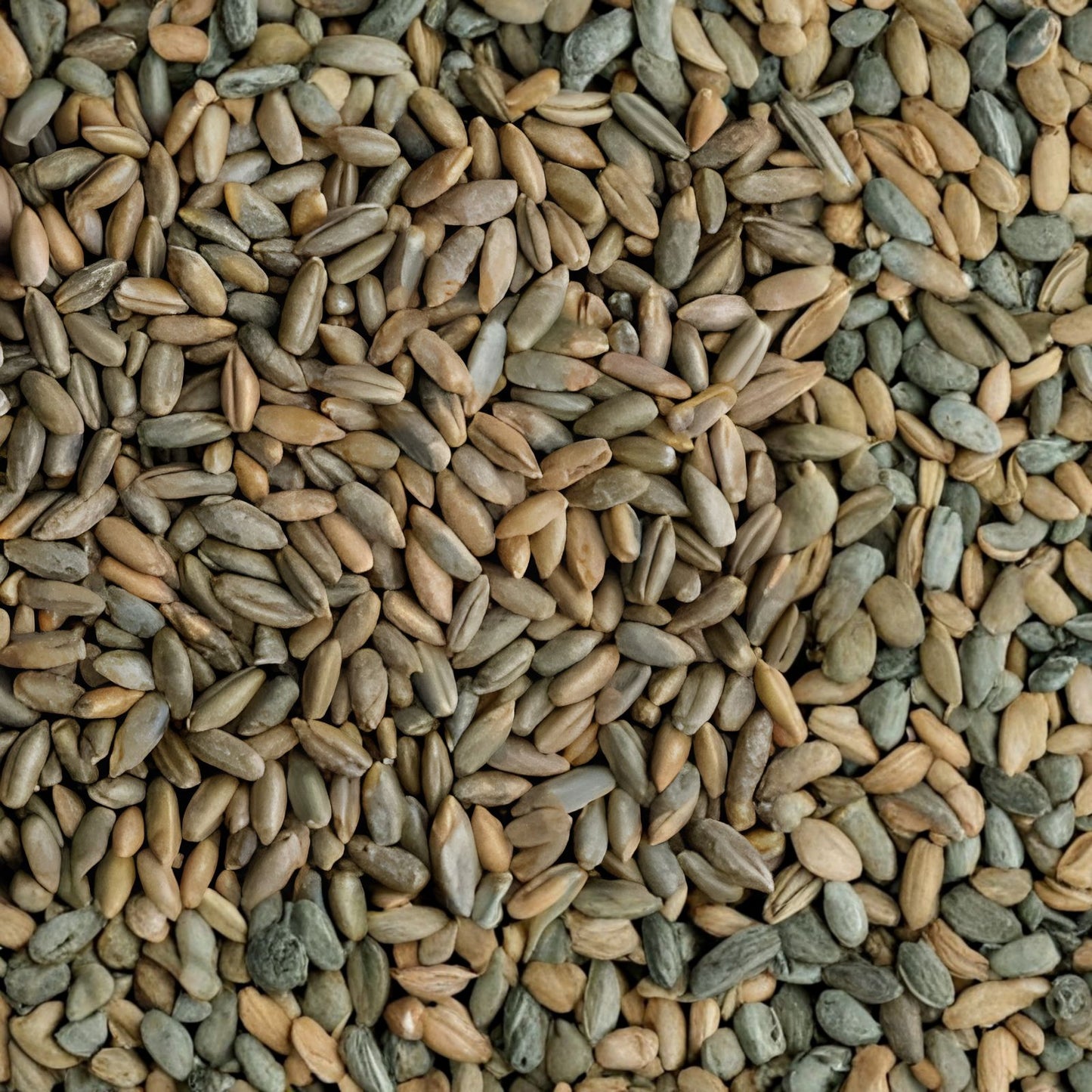 Rye Berries 25 lb Bag – Whole Grain, High Fiber & Iron – CZ Grain Signature Variety for Baking & Cooking