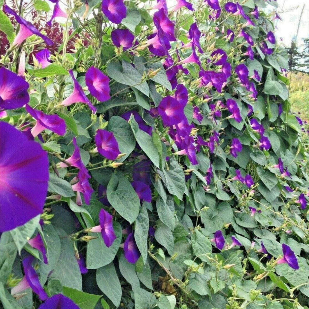 Morning Glory Seeds 200 pcs Non-GMO Flower Seeds for Garden Ipomoea purpurea, Fast-Growing Climbing Vine, Bright Colors