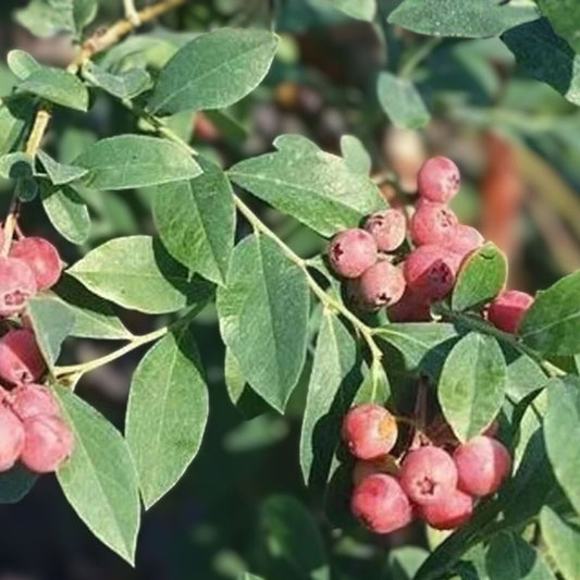 Florida Blueberry Plant - Edible Highbush Variety - Pink Fruit - Vaccinium spp. - Rabbiteye Hybrid - Early Ripening