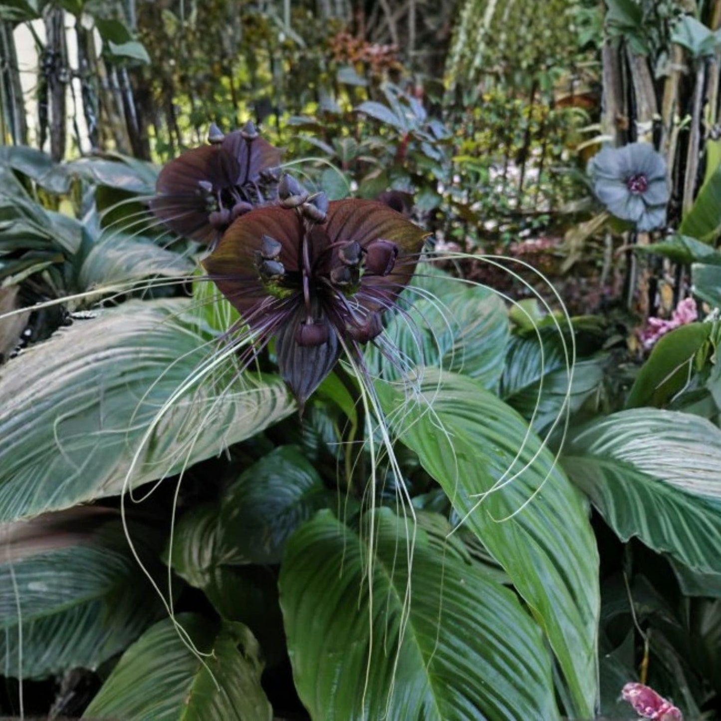Black Bat Flower Plant Starter - Small Rooted Tacca chantrieri - Unique Black Lily Variety for Indoor Garden