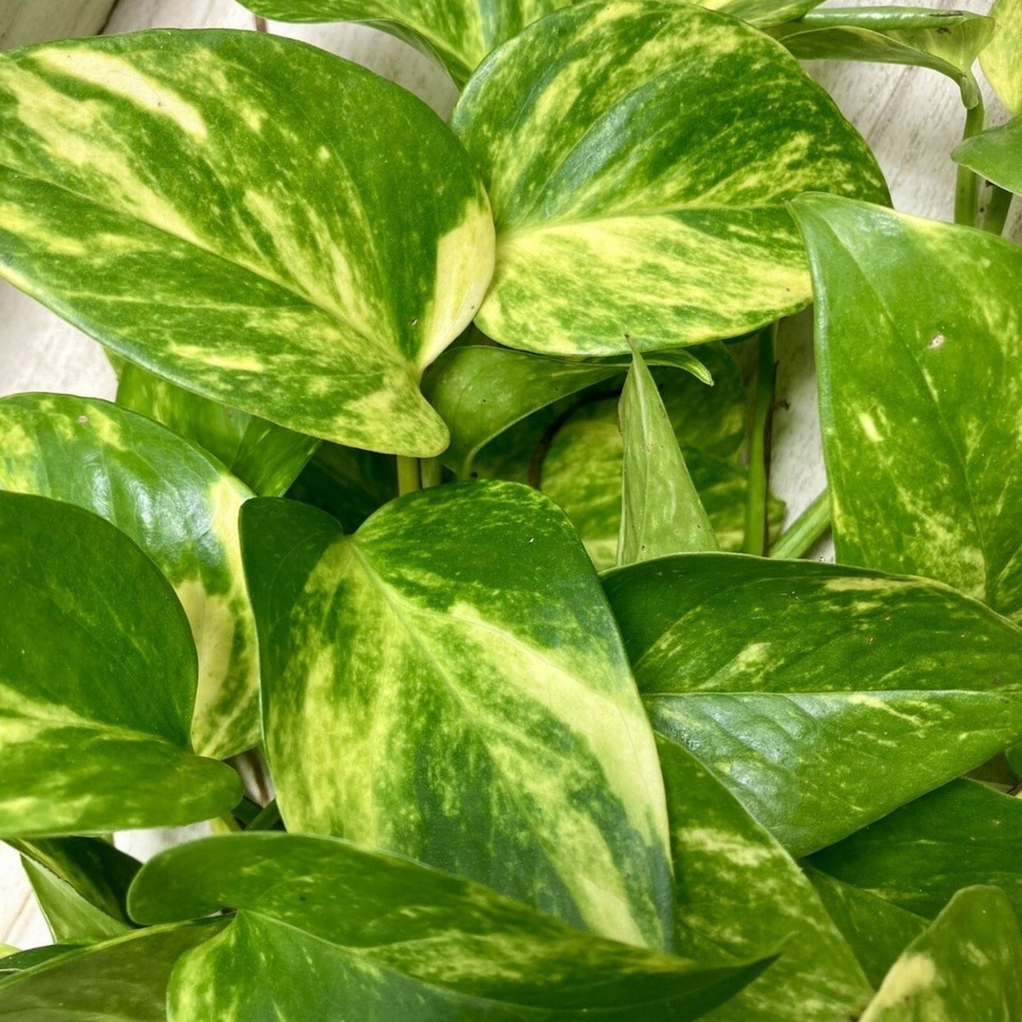 12 Rooted Indoor Houseplant Cuttings – Ferns, Pothos, Wandering Jew, Arrowhead Vines Collection