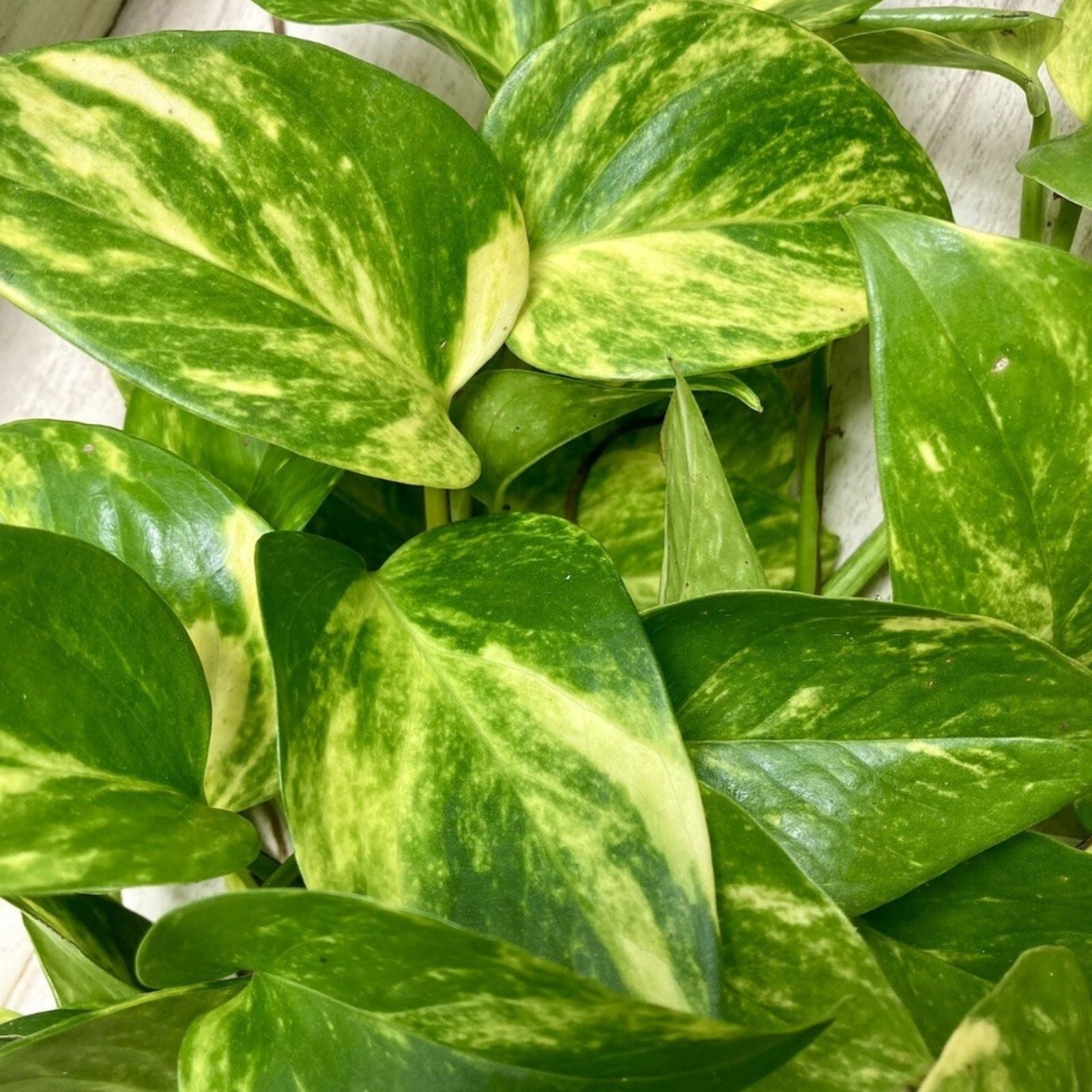 12 Rooted Indoor Houseplant Cuttings – Ferns, Pothos, Wandering Jew, Arrowhead Vines Collection
