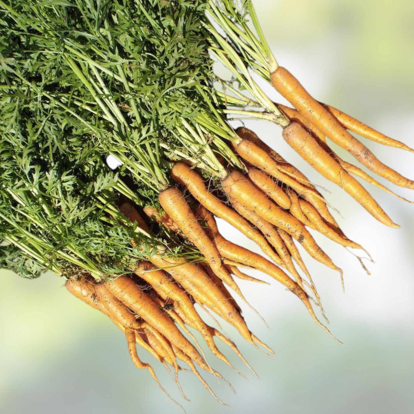 Carrot Seeds Tendersweet 50 Pack | Organic Heirloom Vegetable Seeds for Gardening | Non-GMO, Easy Grow, Root Vegetable, Starter Plant