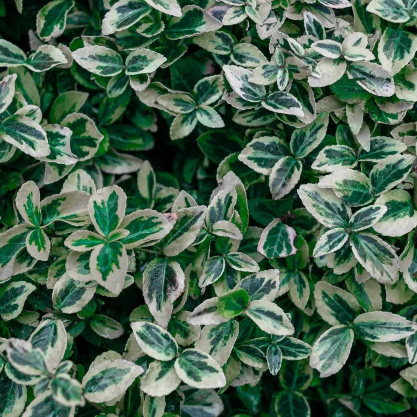 Wintercreeper Cuttings Set of 12, Euonymus fortunei Ground Cover, Easy-to-Root Green Vines, Perennial Plant Collection