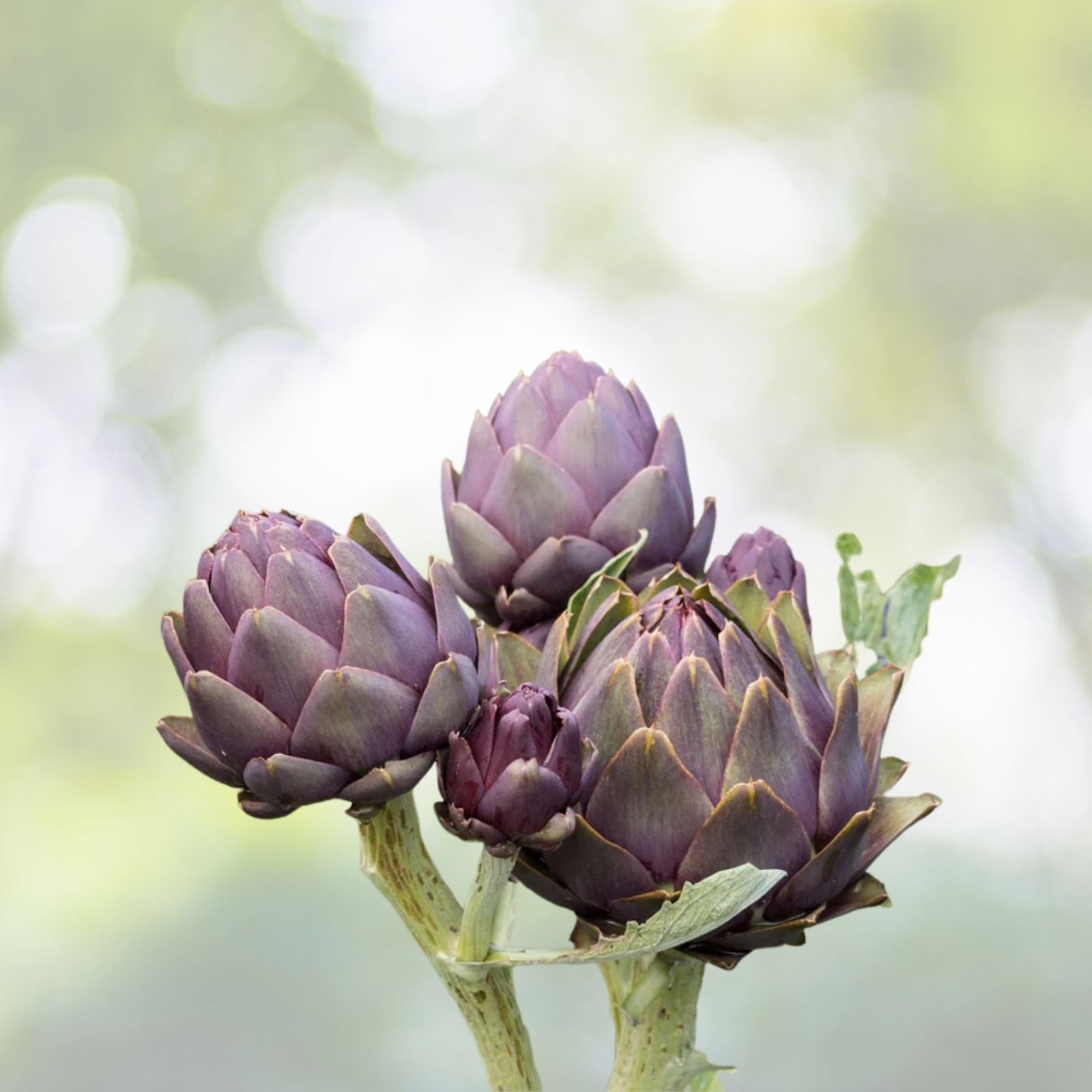 Purple Romagna Artichoke Seeds - 15+ Italian Perennial Seeds - Cynara scolymus - Heirloom Organic Gardening Supplies