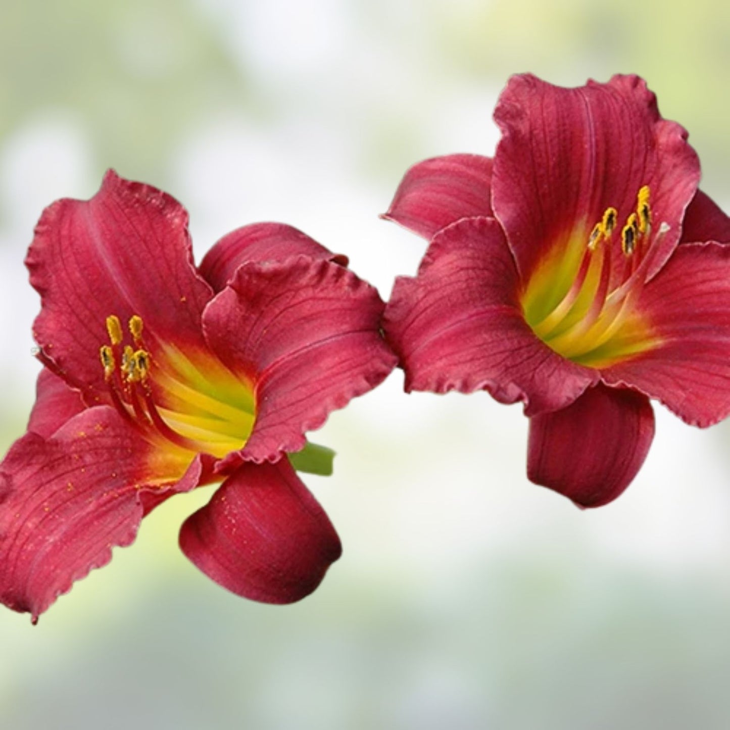 Ruby Red Stella Daylily Bare Root Plant – Rebloomer, Red Blooms, Zones 3-9 – Hemerocallis ‘Ruby Stella’