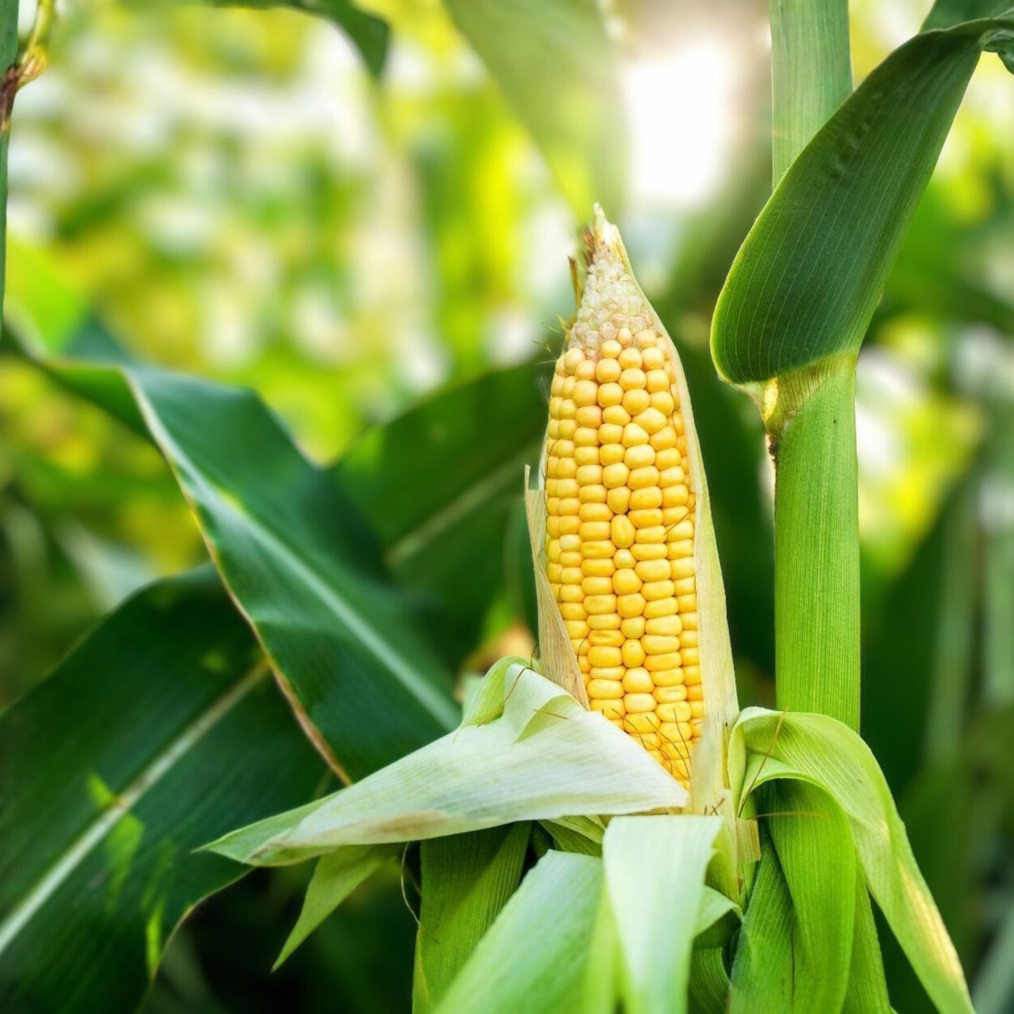 Golden Bantam Sweet Corn Seeds – Heirloom Non-GMO Zea mays – 50+ Seeds for Gardening and Farming
