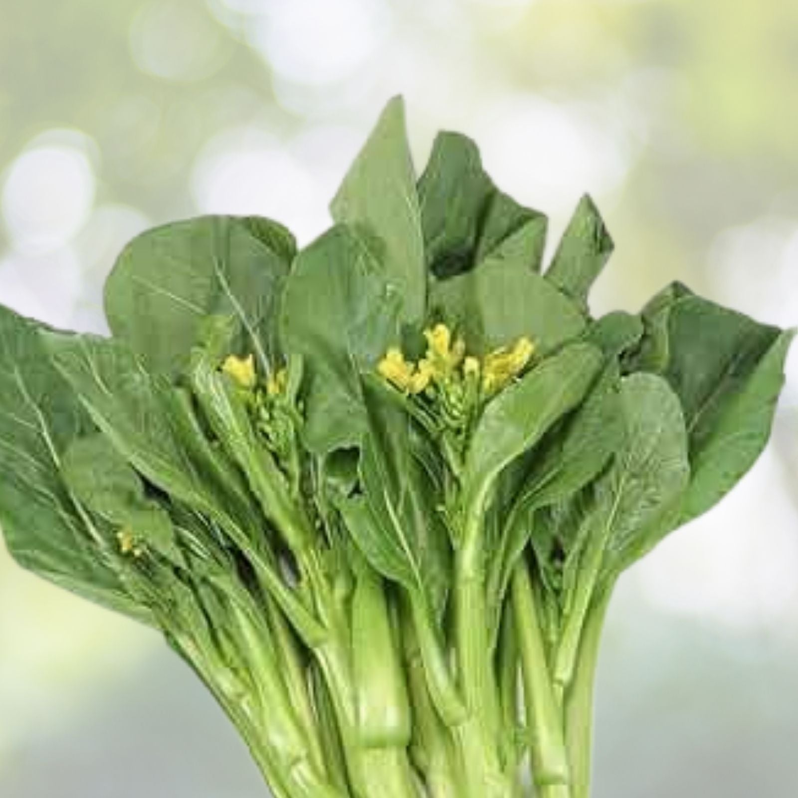 Asian Yu Choy Seeds - 200+ Seeds Choi Sum Chinese Flowering Cabbage (Brassica rapa) - Vegetable Seeds for Home Garden USA