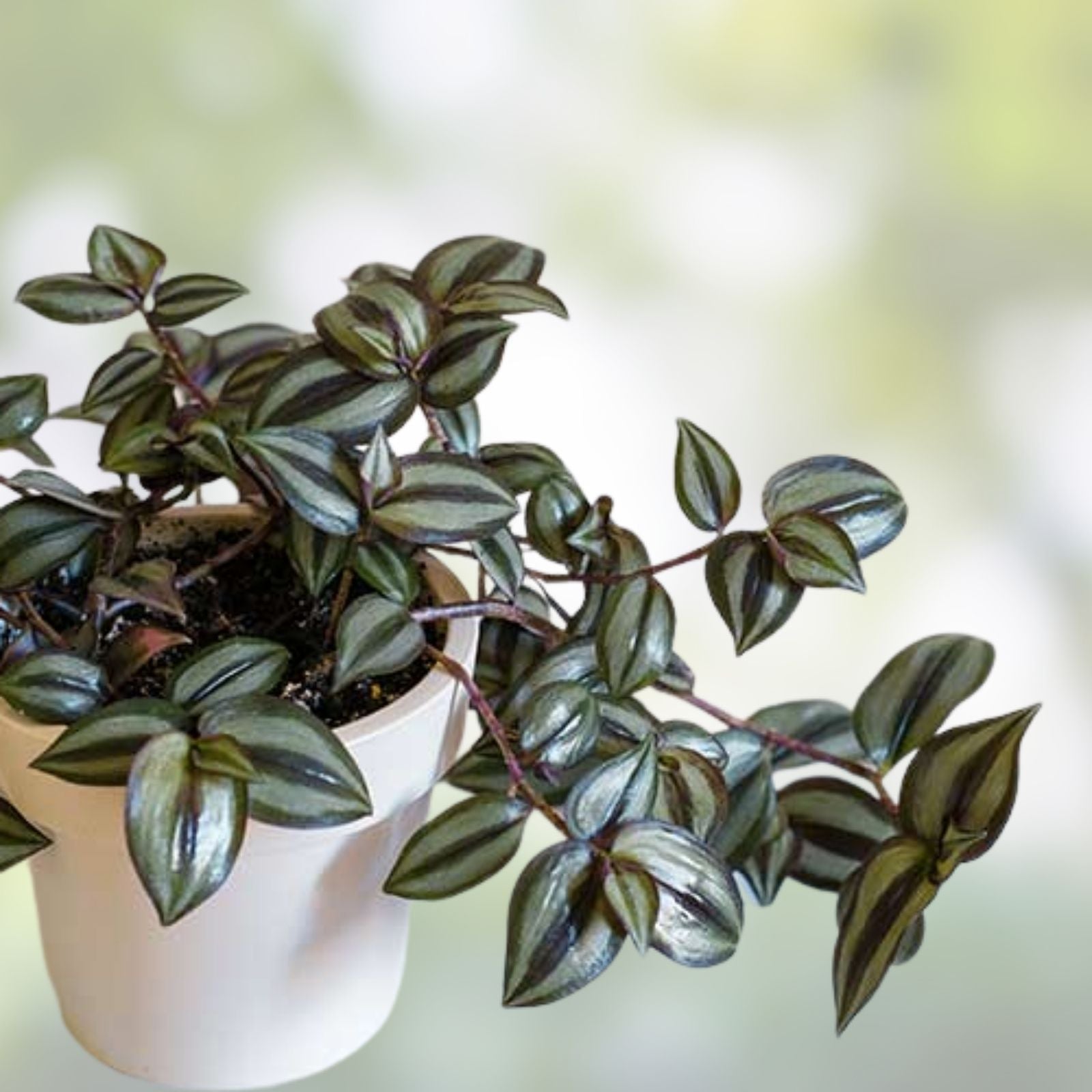 Tradescantia Zebrina Cuttings – 10+ Healthy Wandering Jew Plants – Indoor Houseplant Propagation – Fast Shipping