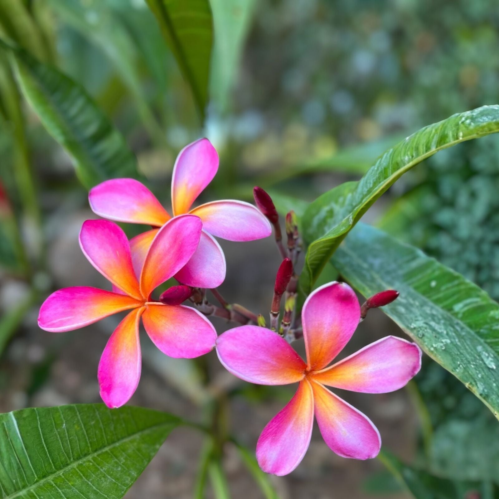 Kaneohe Sunburst Plumeria Cutting - Rare Rainbow Pink Yellow Variegated Plumeria rubra - 2 Tips