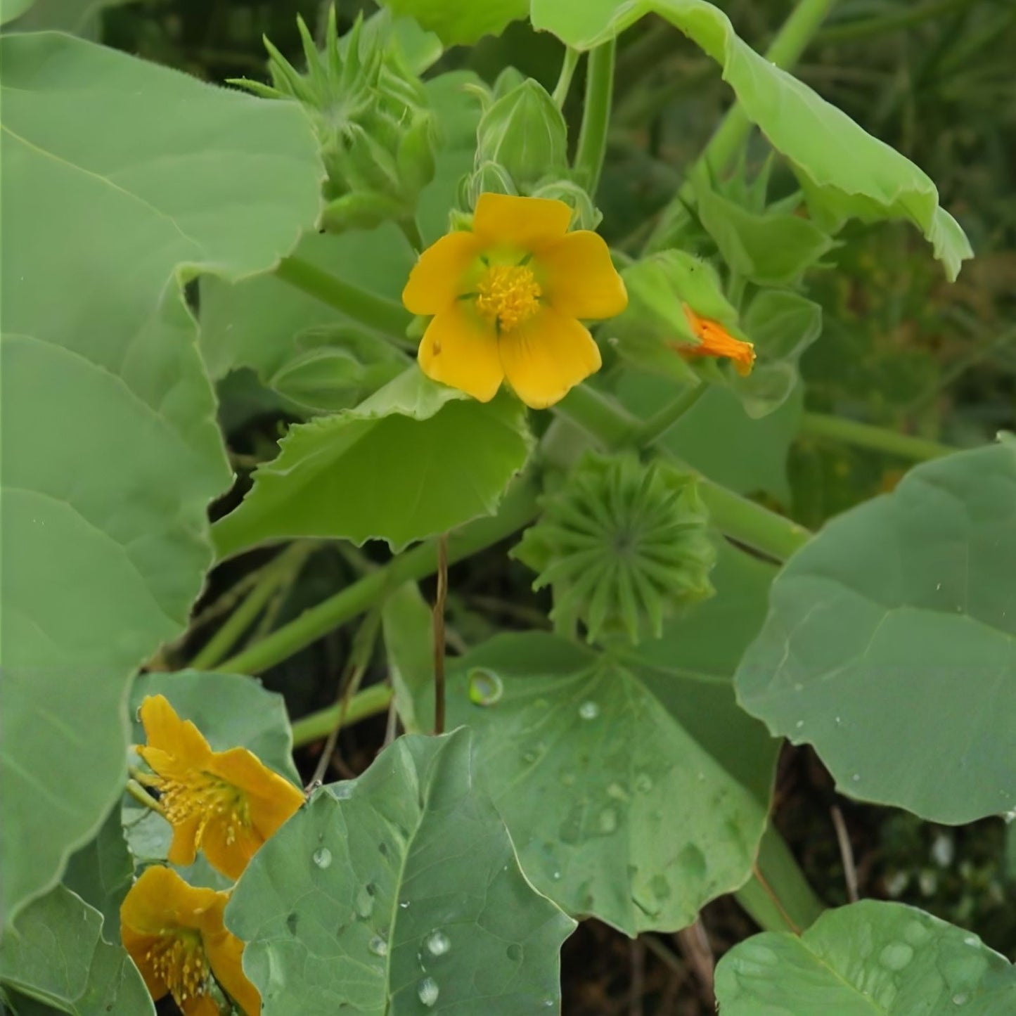 Velvetleaf Plant Seeds - 50 Seeds - Abutilon th - Button Bush Garden Flower Seeds - Easy to Grow Outdoor Plant