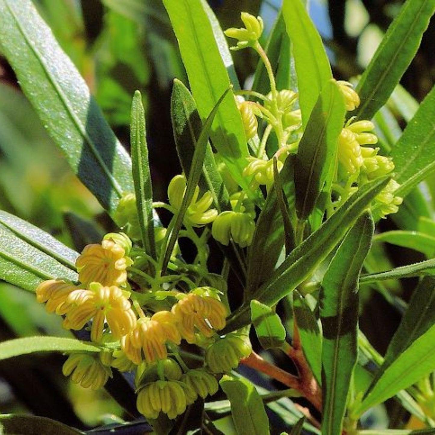 Dodonaea viscosa Green Hopseed Bush Seeds – 30 Count, Drought-Tolerant Hardy Shrub for Landscaping