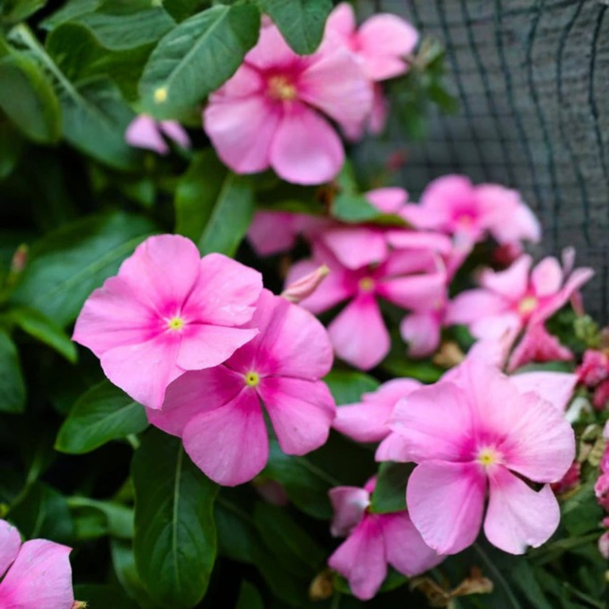 Pink Vinca Plant 4in Pot - Bright Pink Flowers - Catharanthus roseus - Madagascar Periwinkle for Garden & Indoor Decor