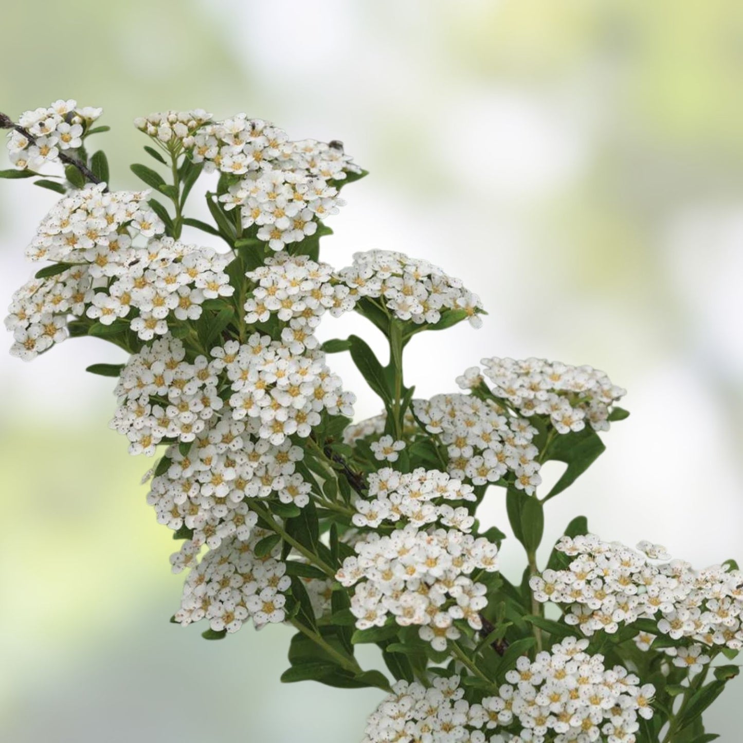 White Wedding Cake Spirea Cuttings, 10 Unrooted 6-8" Garden Decor, Spiraea prunifolia, Hardy Zones 5-9, DIY Planting