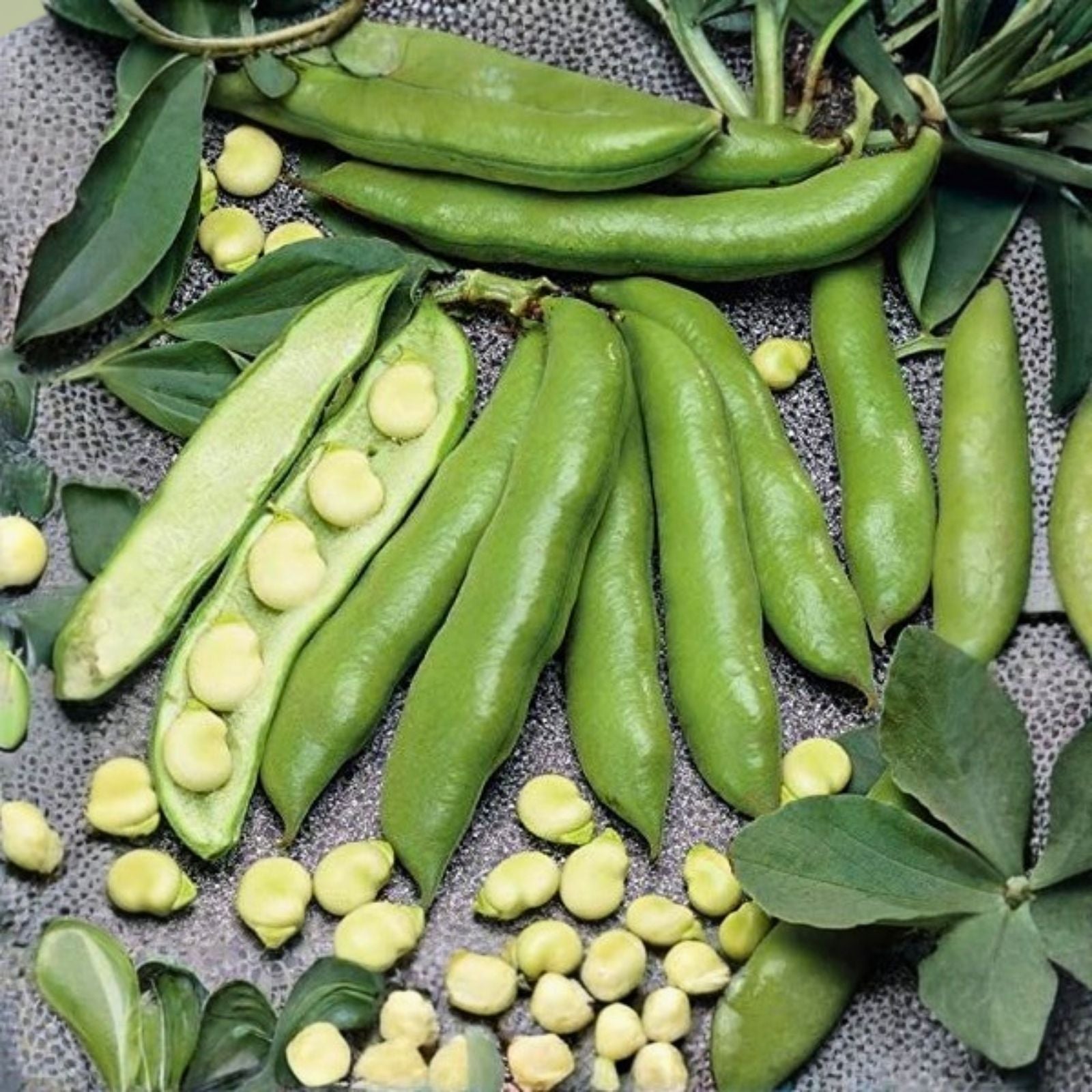Aguadulce Fava Bean Seeds 25 Count Non-GMO Vicia faba Organic Edible Legumes Country Creek Acres