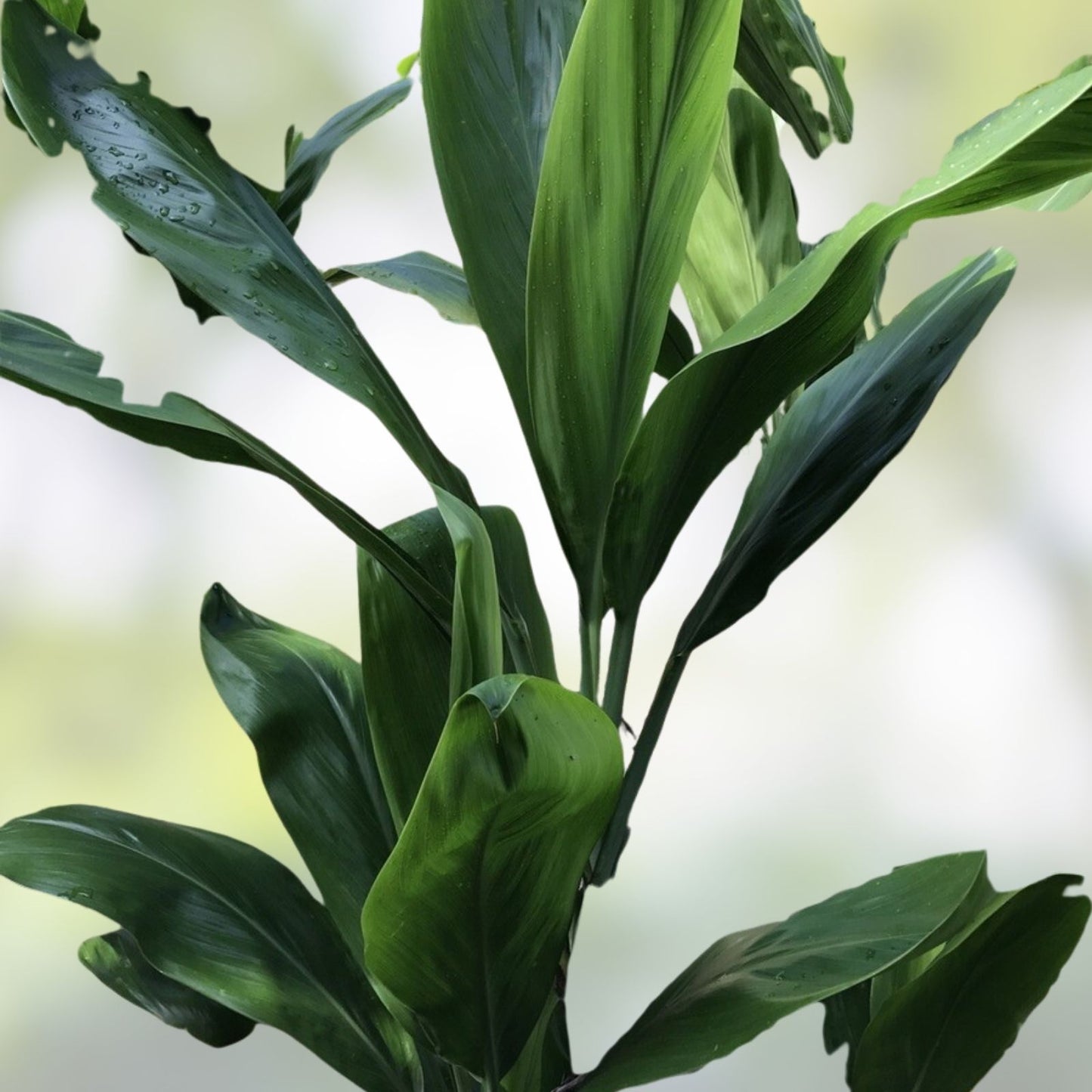 Organic Green Ti Leaf Cuttings - 6-7 Inch Manoa Variety Hawaii Grown for Gardening and Landscaping